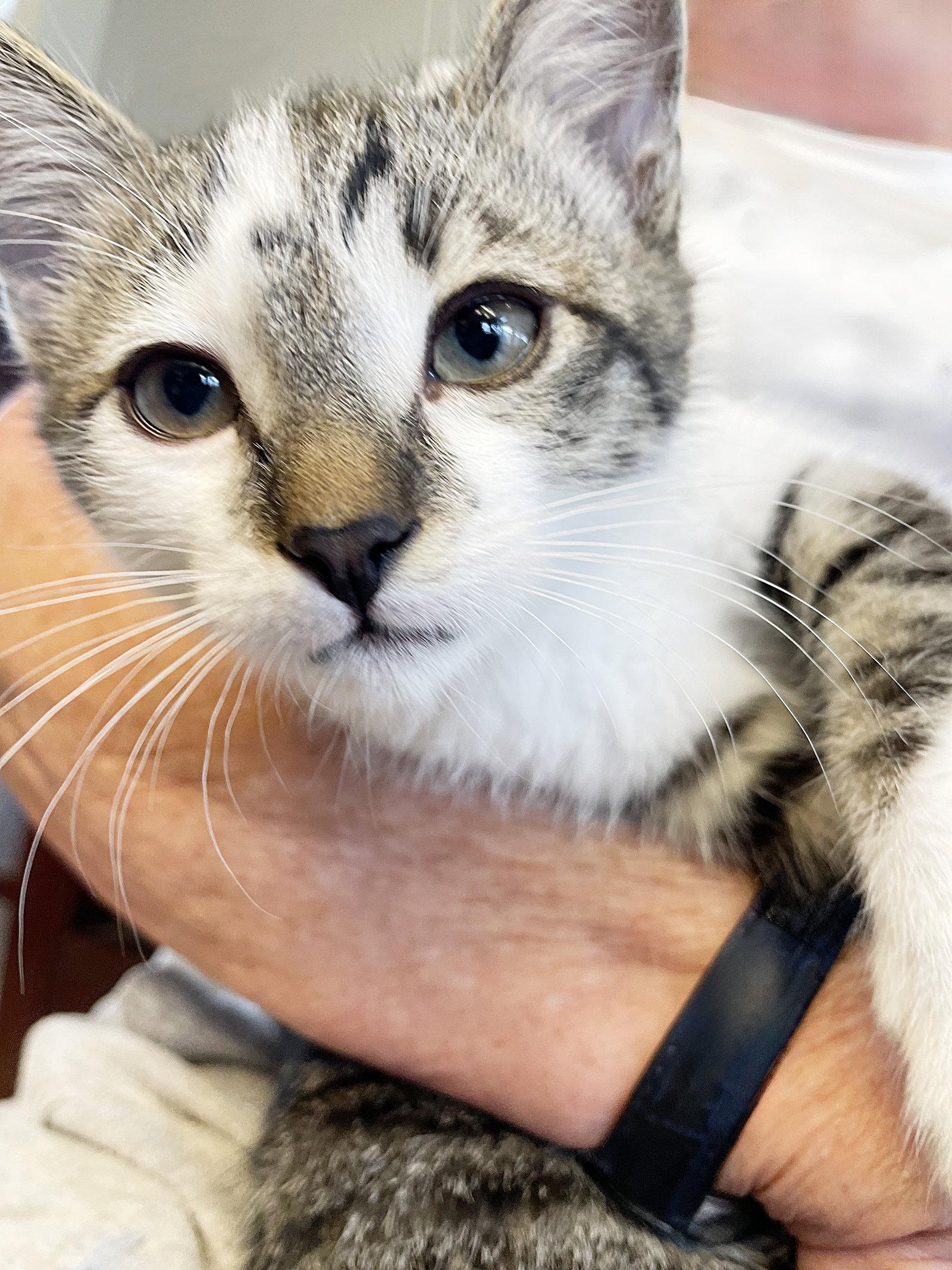 Enlarge Stormy, a Adoptable Tabby in Alameda, CA image 3/3