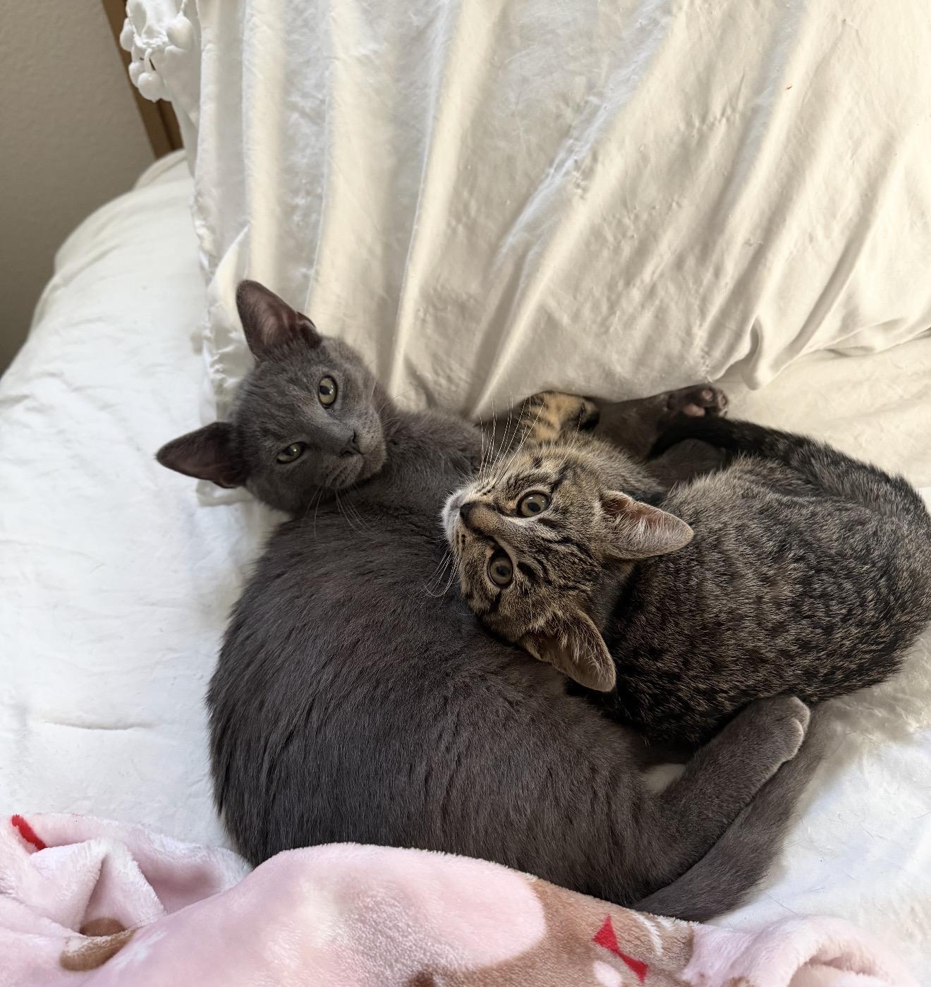 Enlarge Thomas, an adopted Tabby in Oakley, CA image 3/4