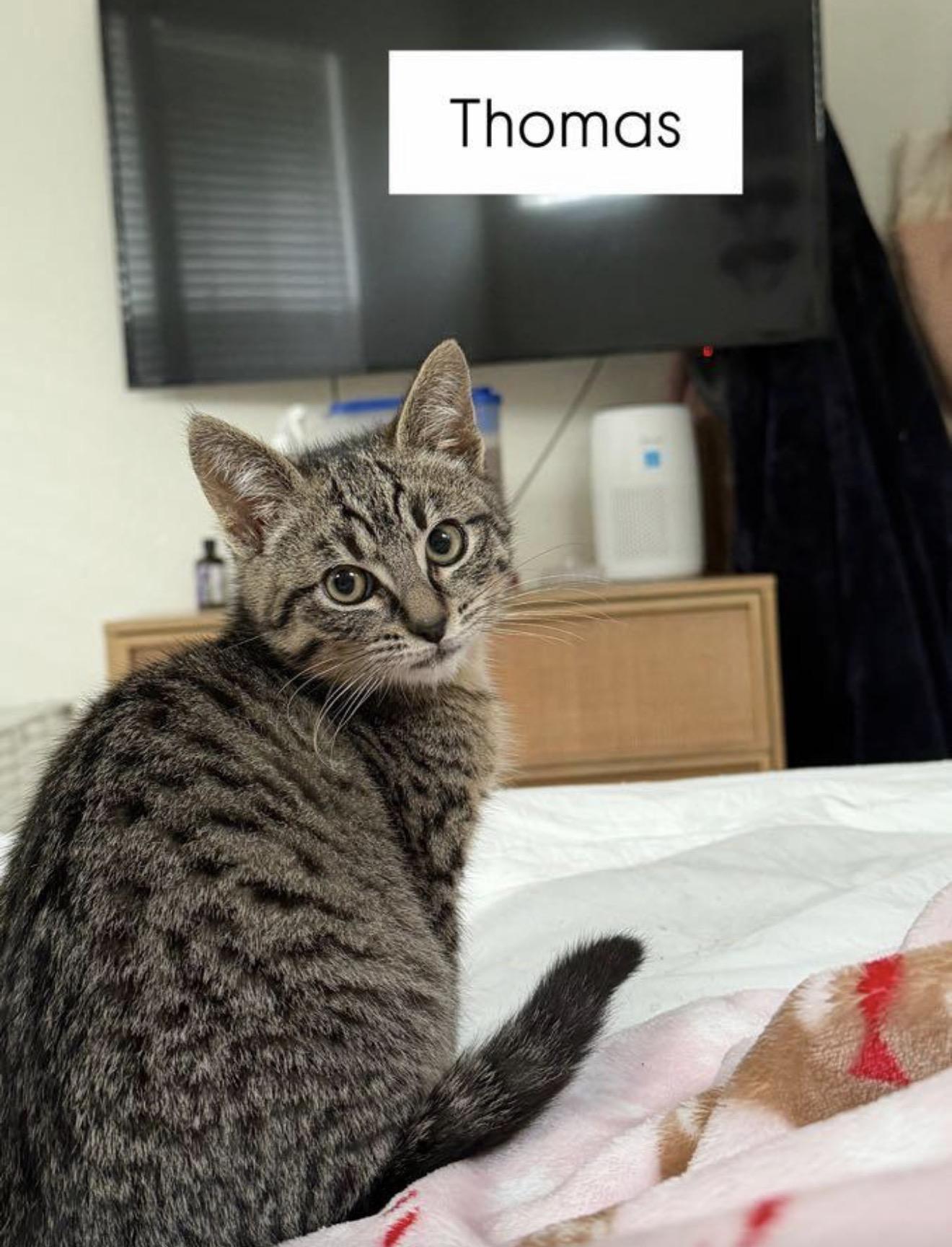 Enlarge Thomas, an adopted Tabby in Oakley, CA image 1/4