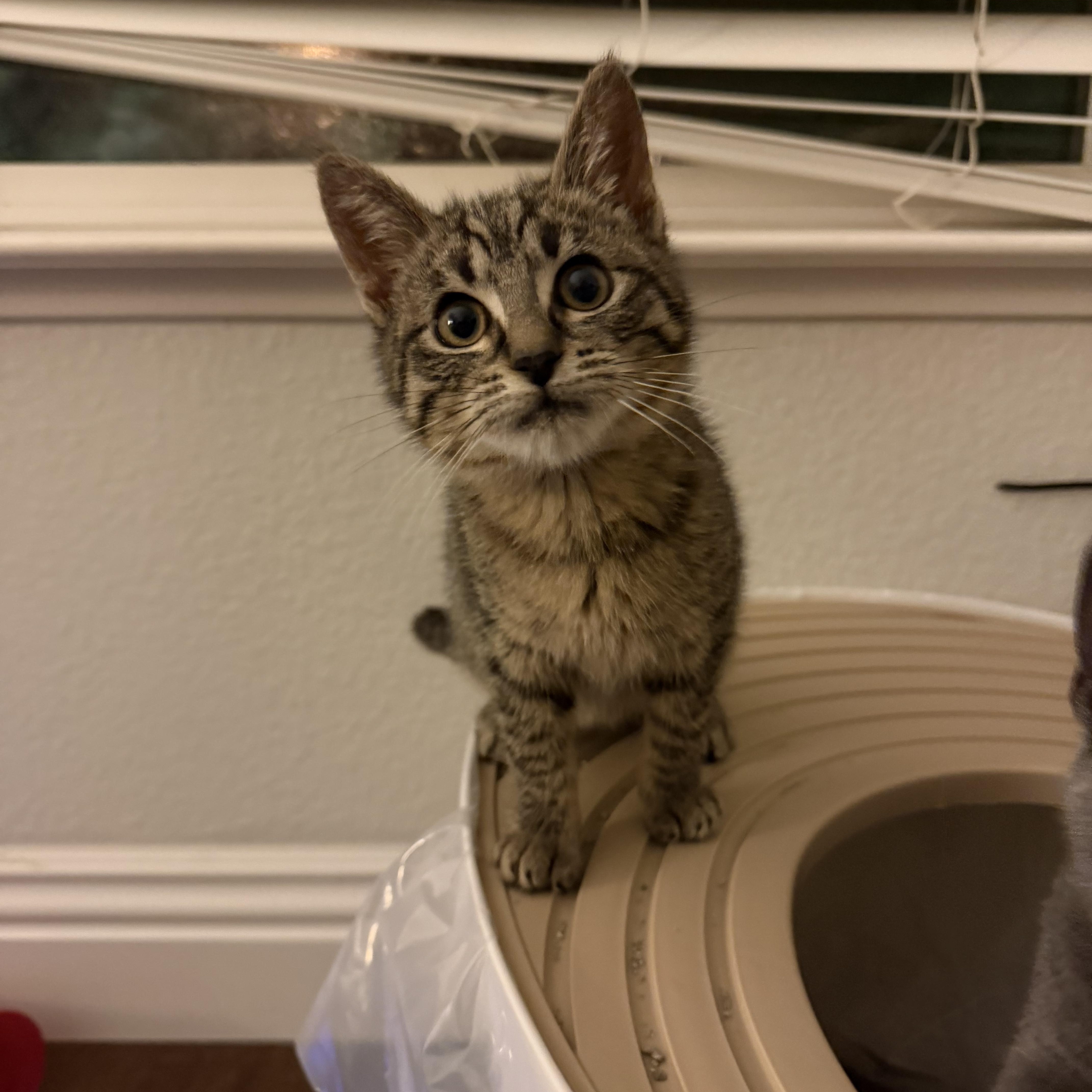 Enlarge Thomas, an adopted Tabby in Oakley, CA image 4/4