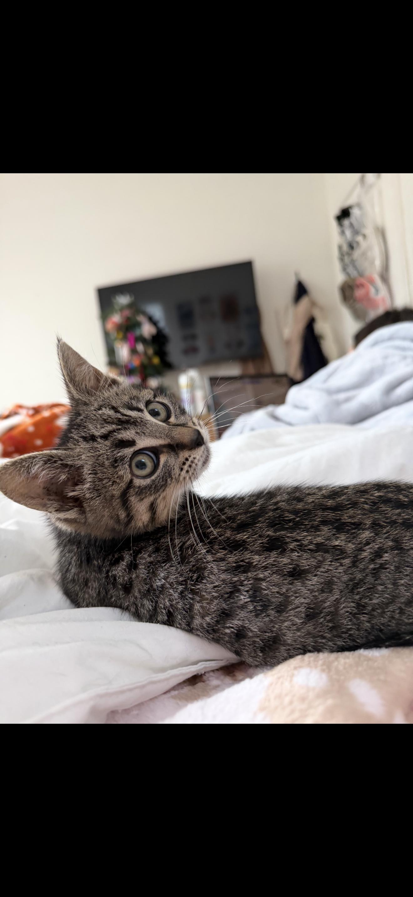 Enlarge Thomas, an adopted Tabby in Oakley, CA image 2/4