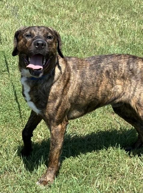 Jace, a Adoptable mixed breed in Coldwater, MI image 1/6