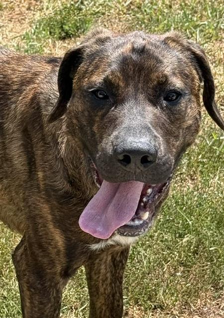 Jace, a Adoptable mixed breed in Coldwater, MI image 2/6