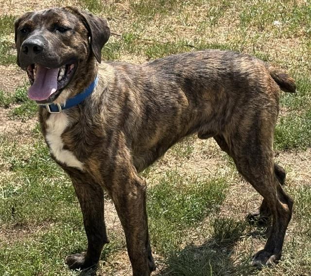 Jace, a Adoptable mixed breed in Coldwater, MI image 3/6