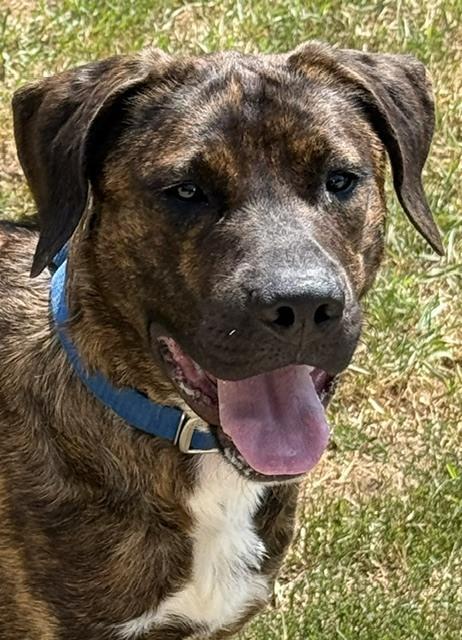 Jace, a Adoptable mixed breed in Coldwater, MI image 4/6