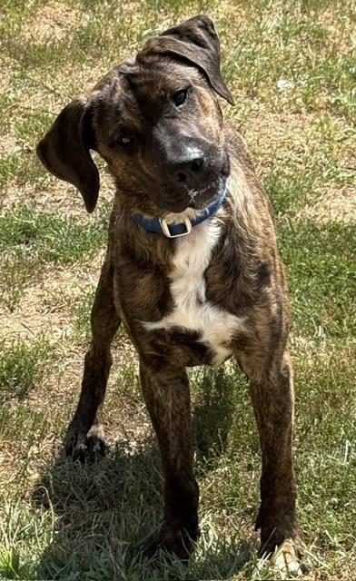 Jace, a Adoptable mixed breed in Coldwater, MI image 5/6