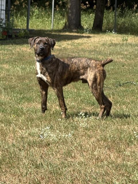 Jace, a Adoptable mixed breed in Coldwater, MI image 6/6