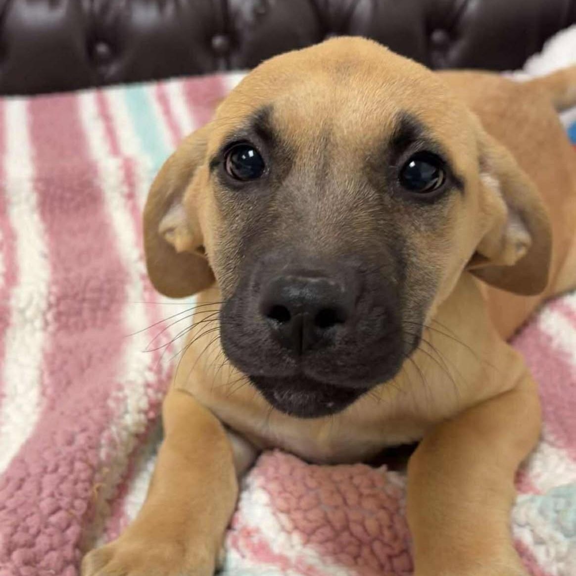 Cheesy Bean & Rice Burrito