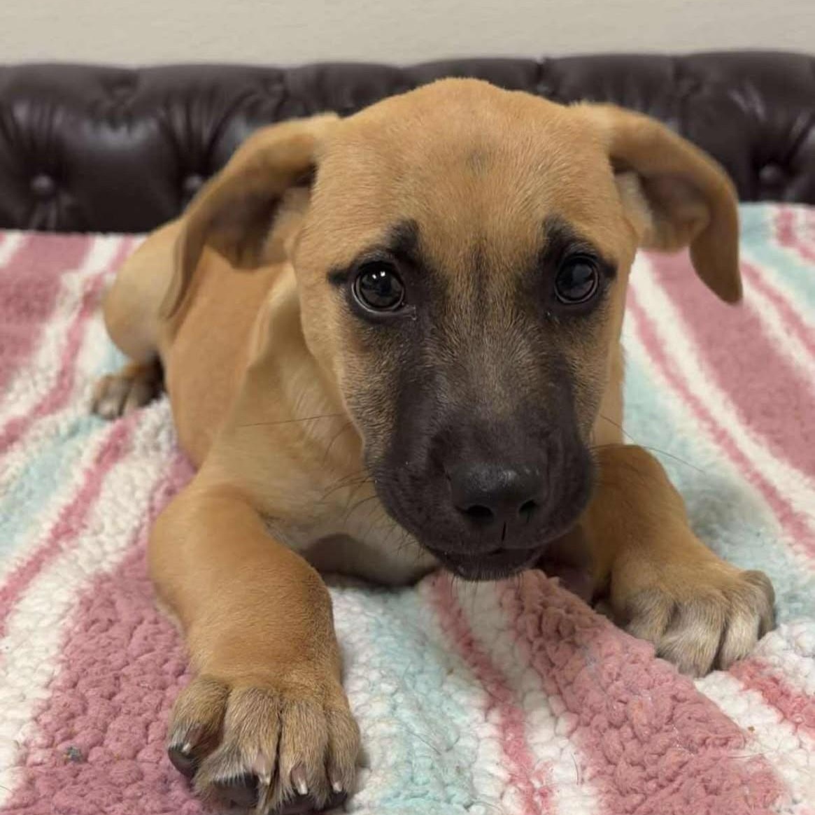 Cheesy Bean & Rice Burrito