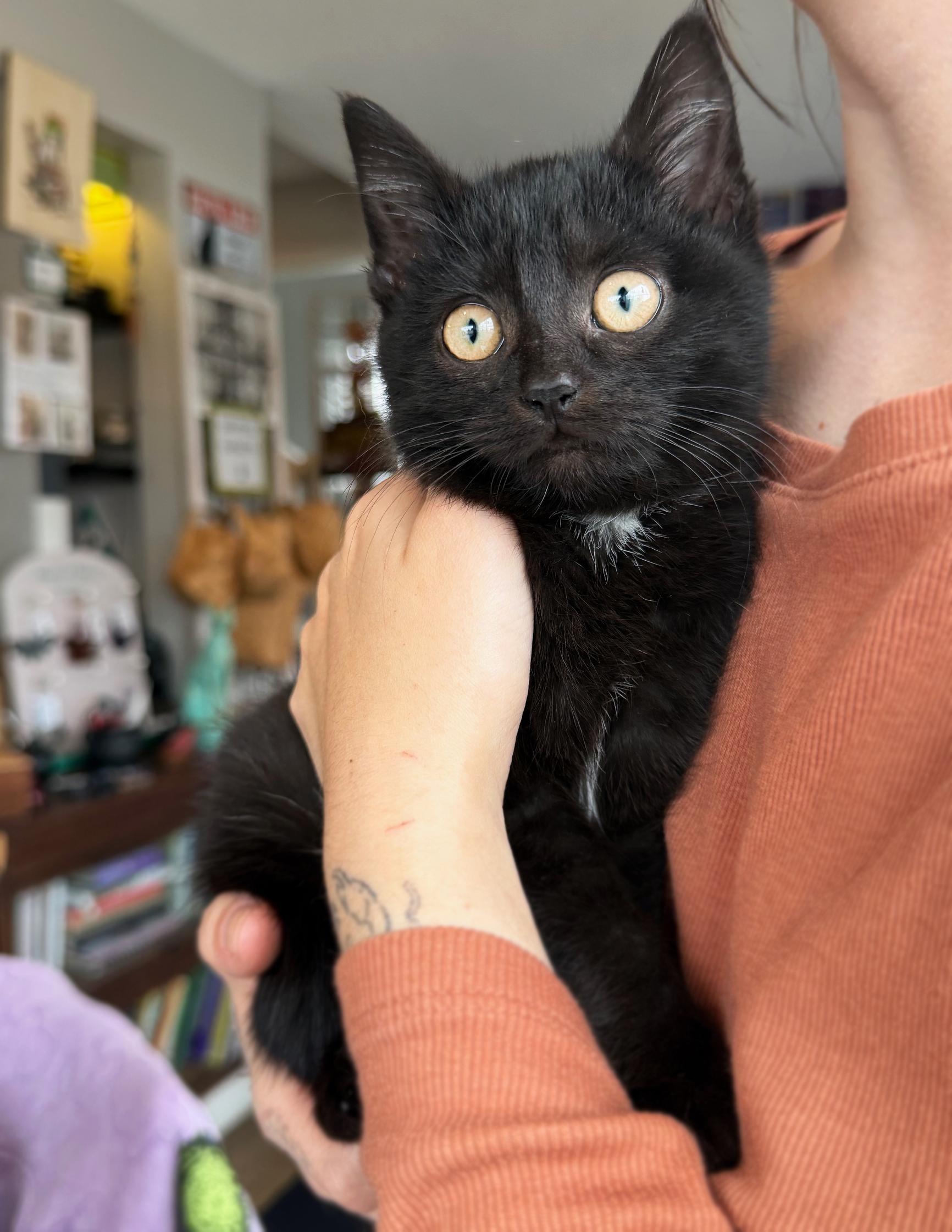 Enlarge Ceviche, an adopted Domestic Short Hair in Asheville, NC image 1/1