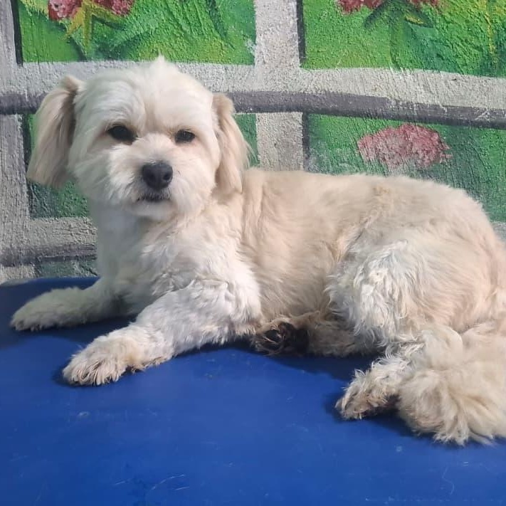 Enlarge Mr. Fluffy Duke, a Adoptable mixed breed in Ridgefield, WA image 4/5