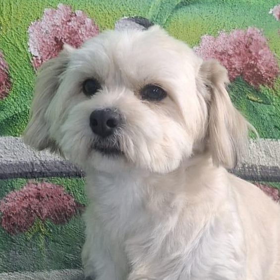 Mr. Fluffy Duke, Adoptable, Young Male Lhasa Apso & Shih Tzu.