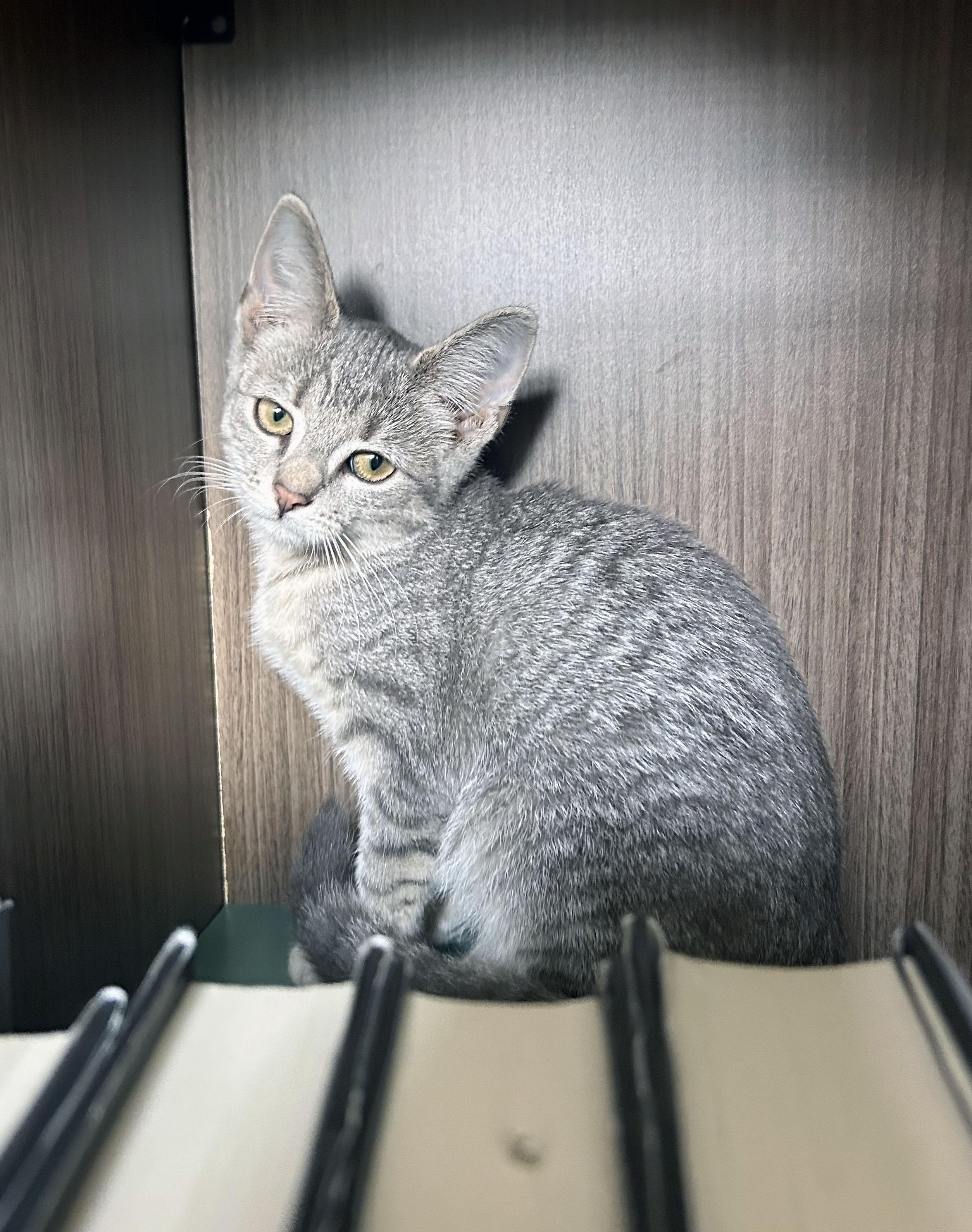 Kiwi, a Adoptable Domestic Short Hair in Mauldin, SC image 1/4