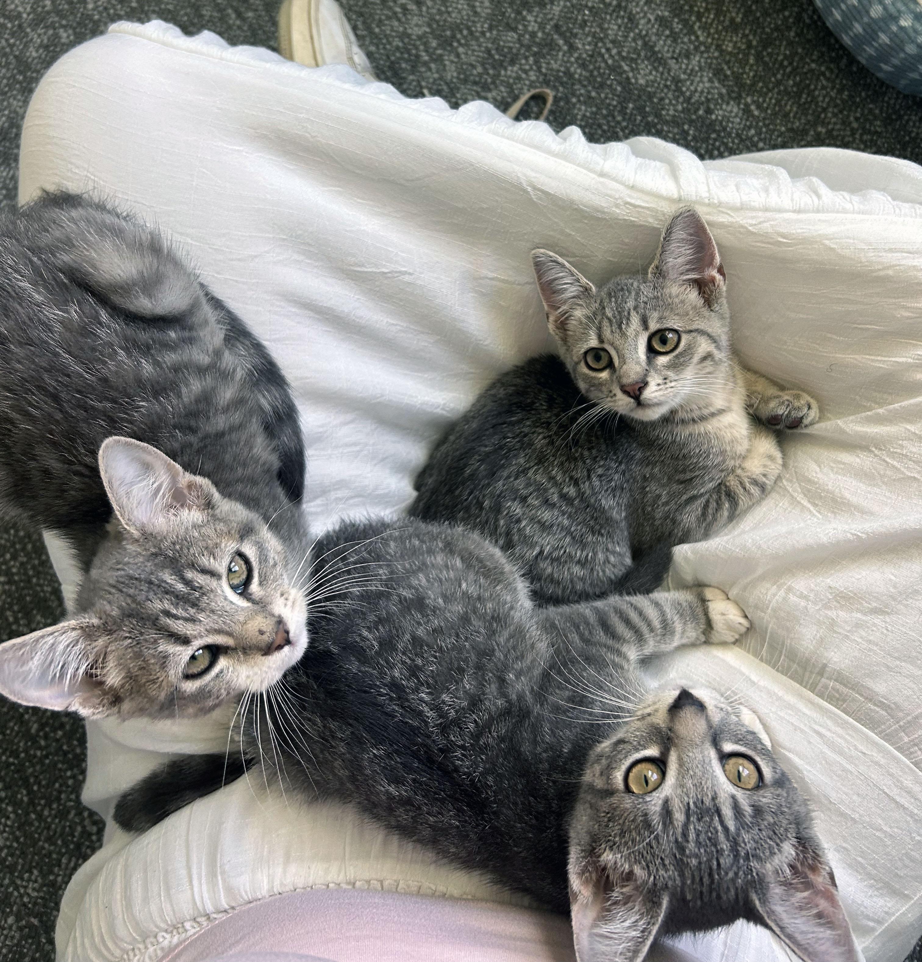 Kiwi, a Adoptable Domestic Short Hair in Mauldin, SC image 4/4