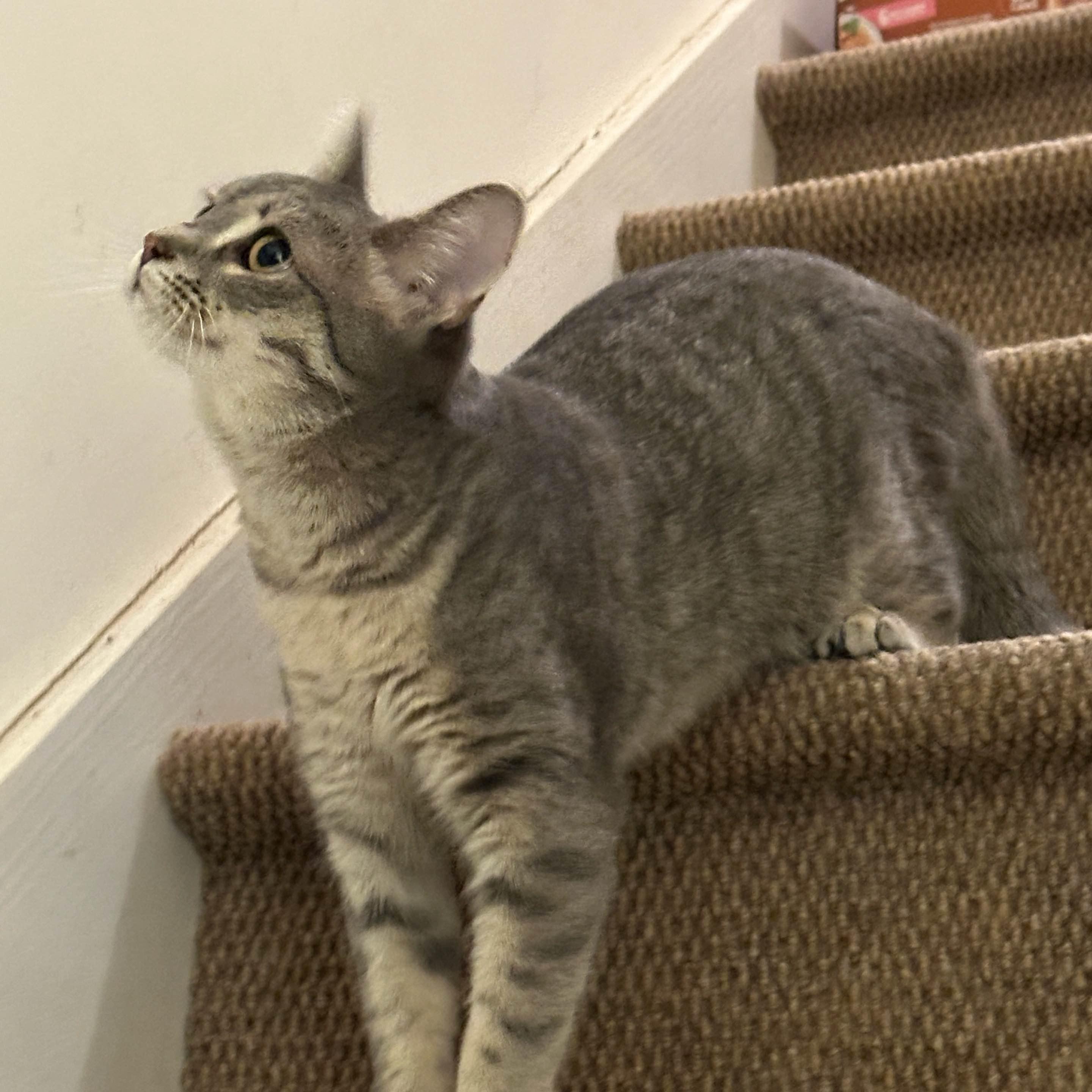 Kiwi, Adoptable, Kitten Female Domestic Short Hair.