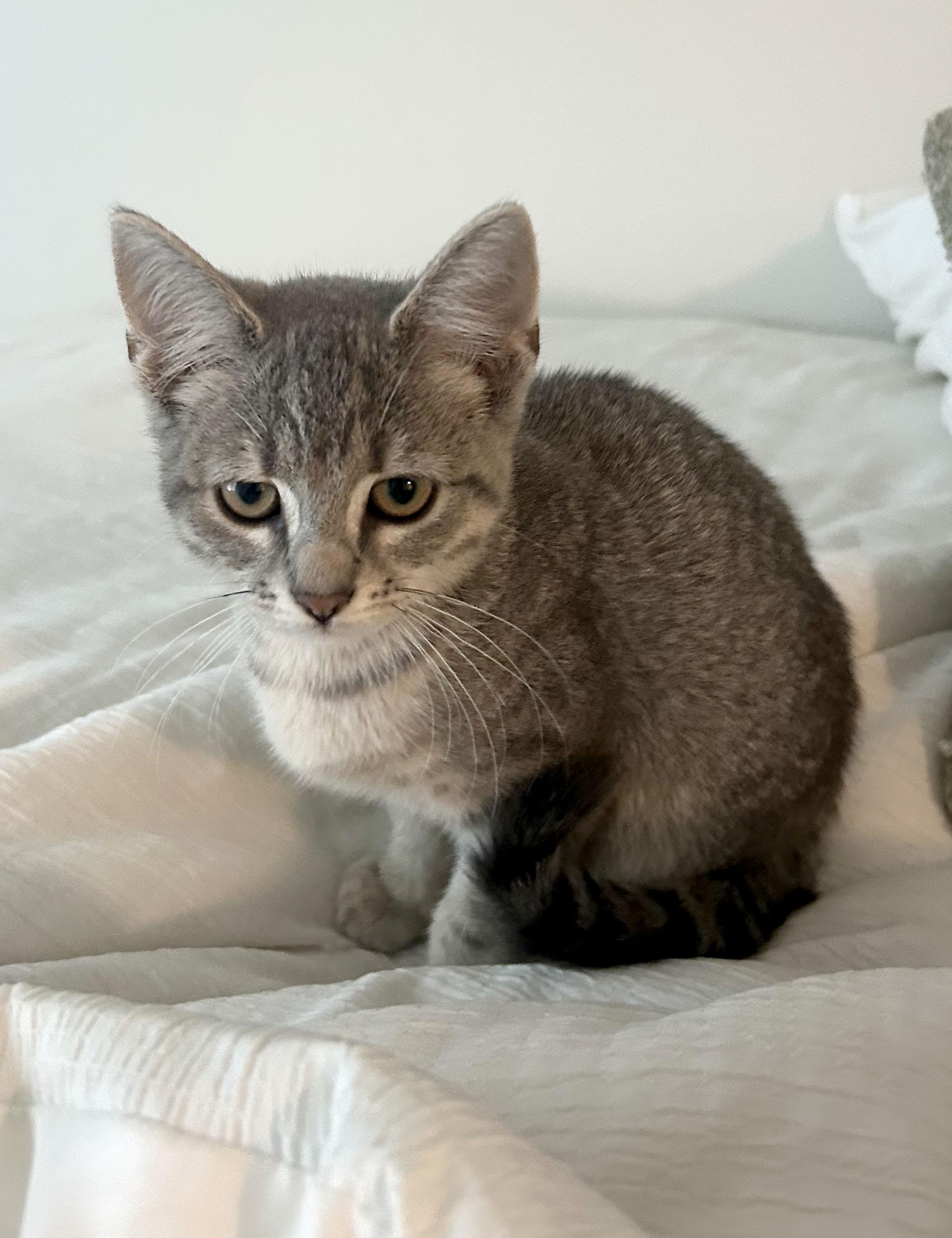 Kiwi, a Adoptable Domestic Short Hair in Mauldin, SC image 3/4