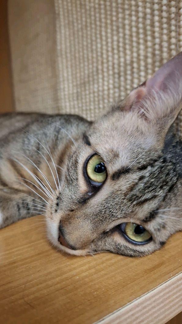 Louie, a ADOPTABLE Domestic Short Hair in Easley, SC image 2/3