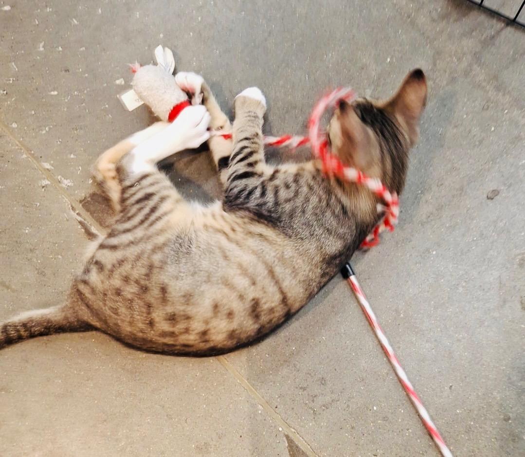 Louie, a ADOPTABLE Domestic Short Hair in Easley, SC image 3/3