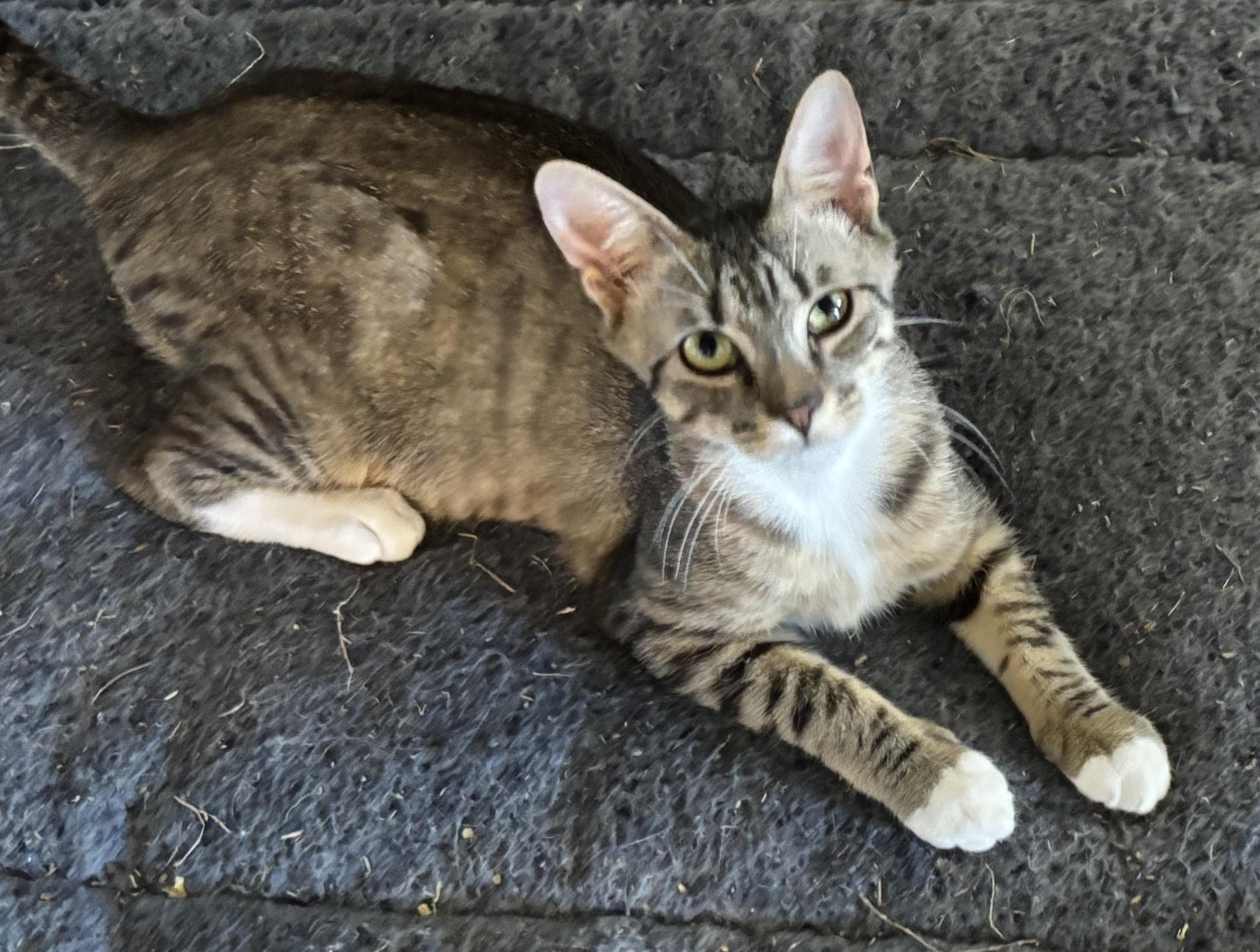 Louie, ADOPTABLE, Young Male Domestic Short Hair.