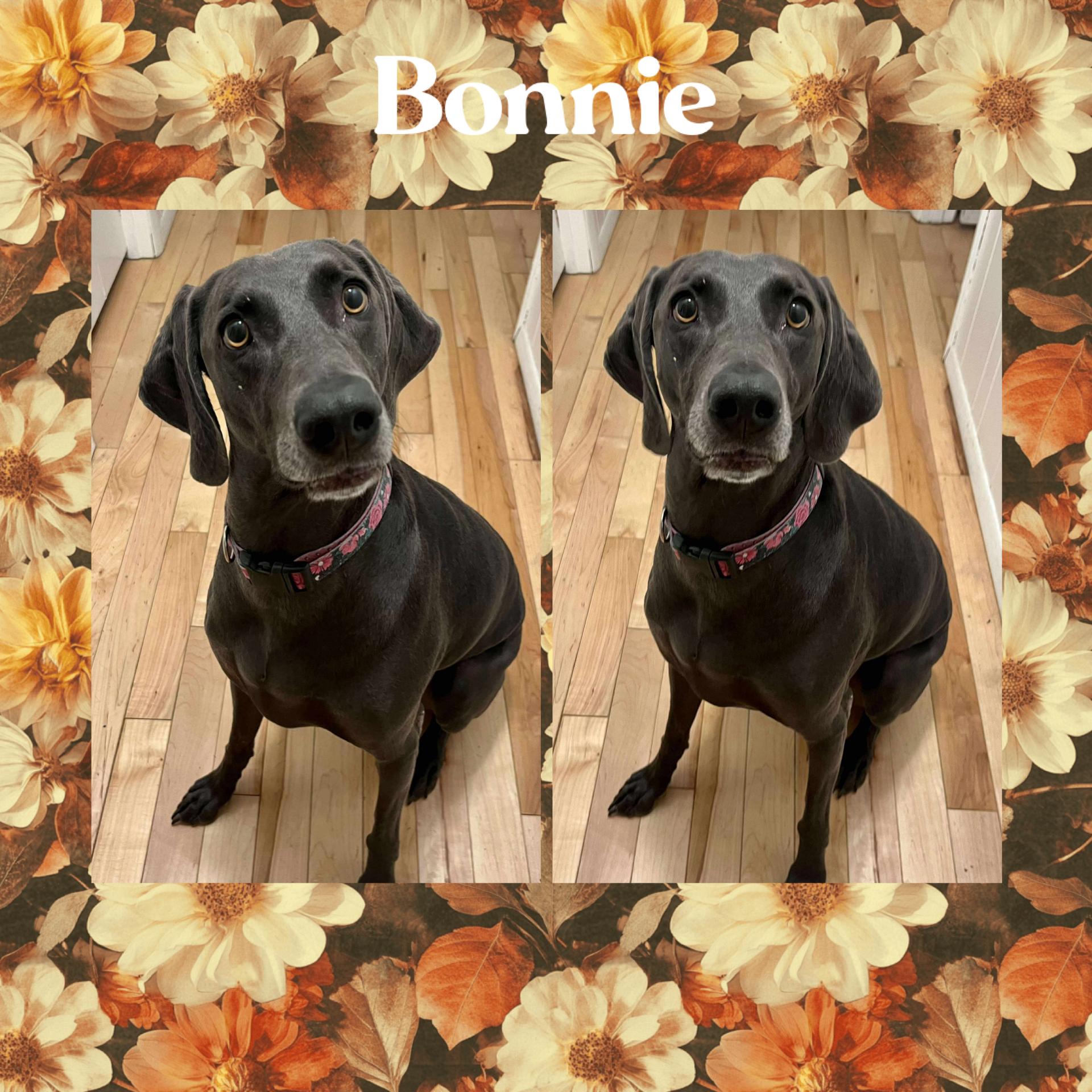 Bonnie, Adopted, Adult Female Weimaraner.