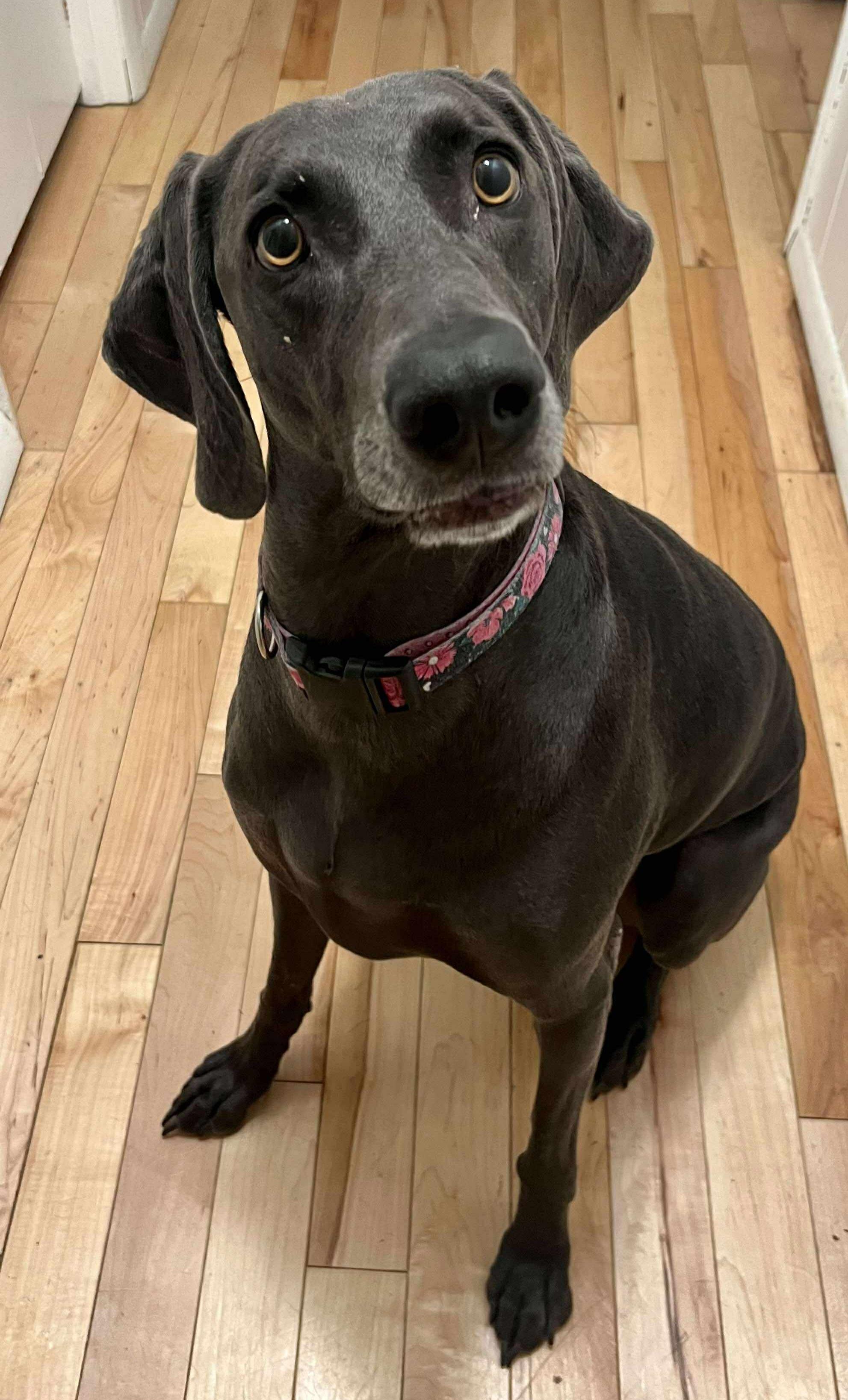 Enlarge Bonnie, a Adopted Weimaraner in Springfield, MO image 2/3