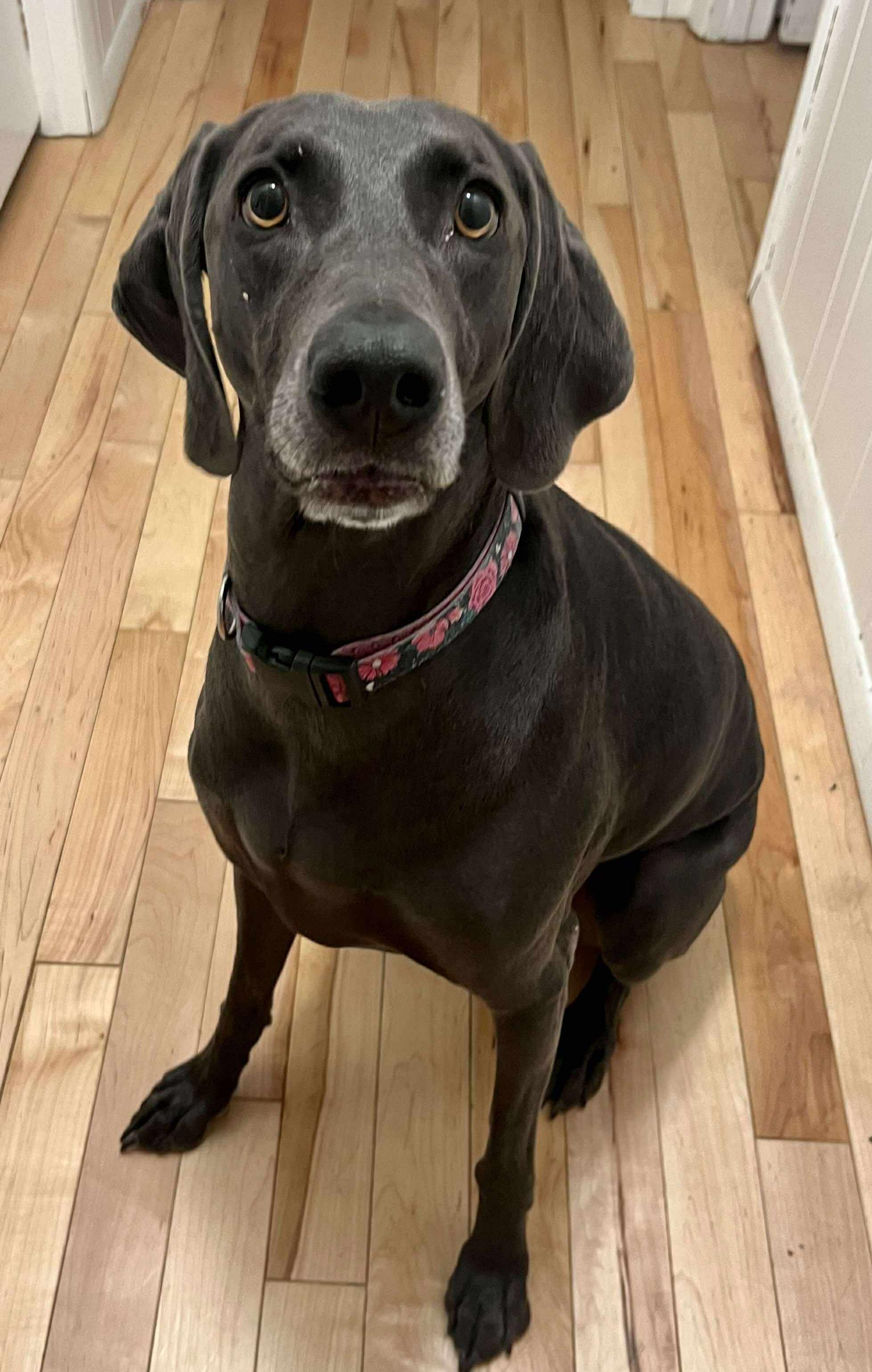 Enlarge Bonnie, a Adopted Weimaraner in Springfield, MO image 3/3