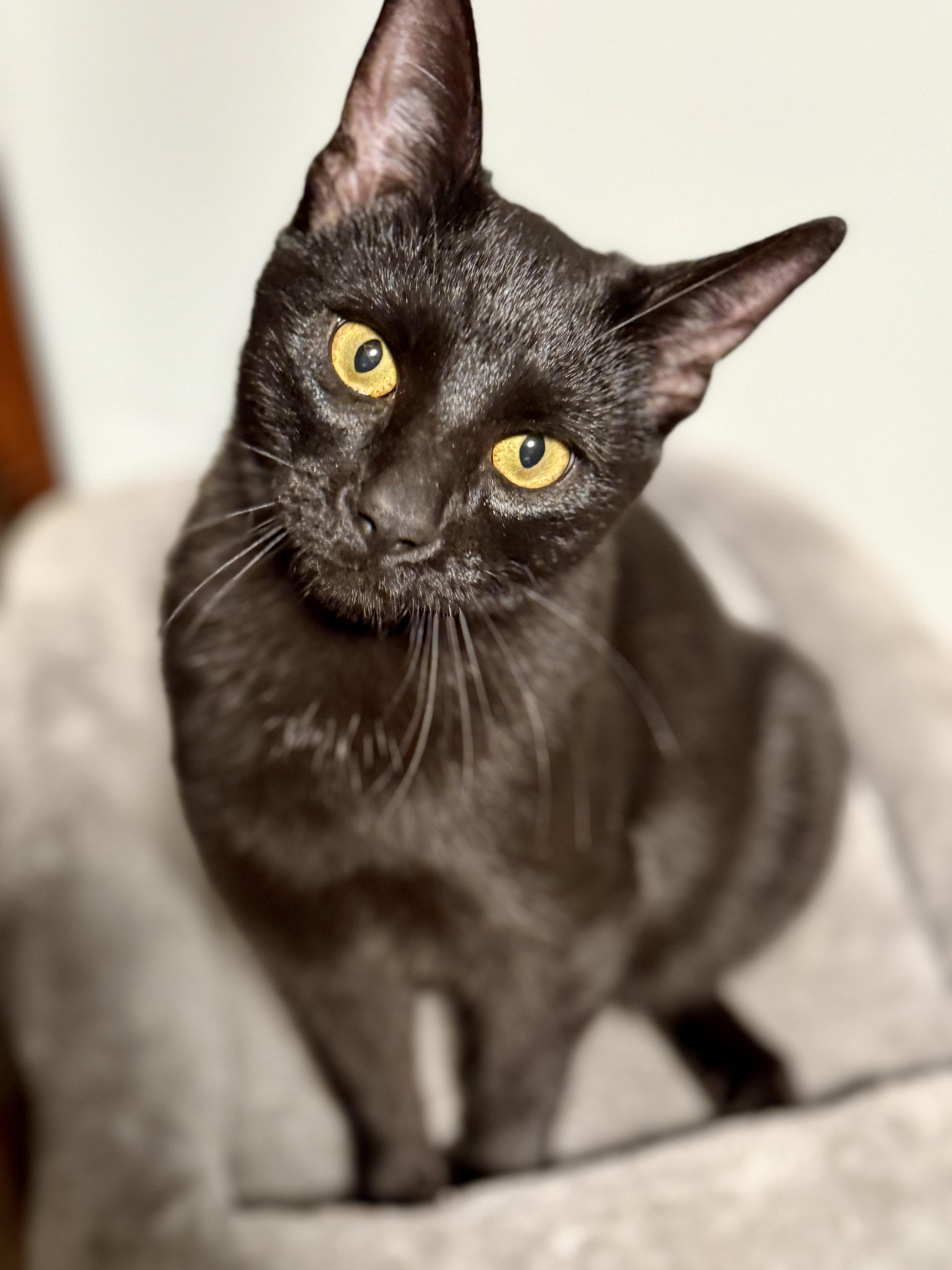 Enlarge Knox, a Adoptable Tabby in Johnson City, TN image 1/1