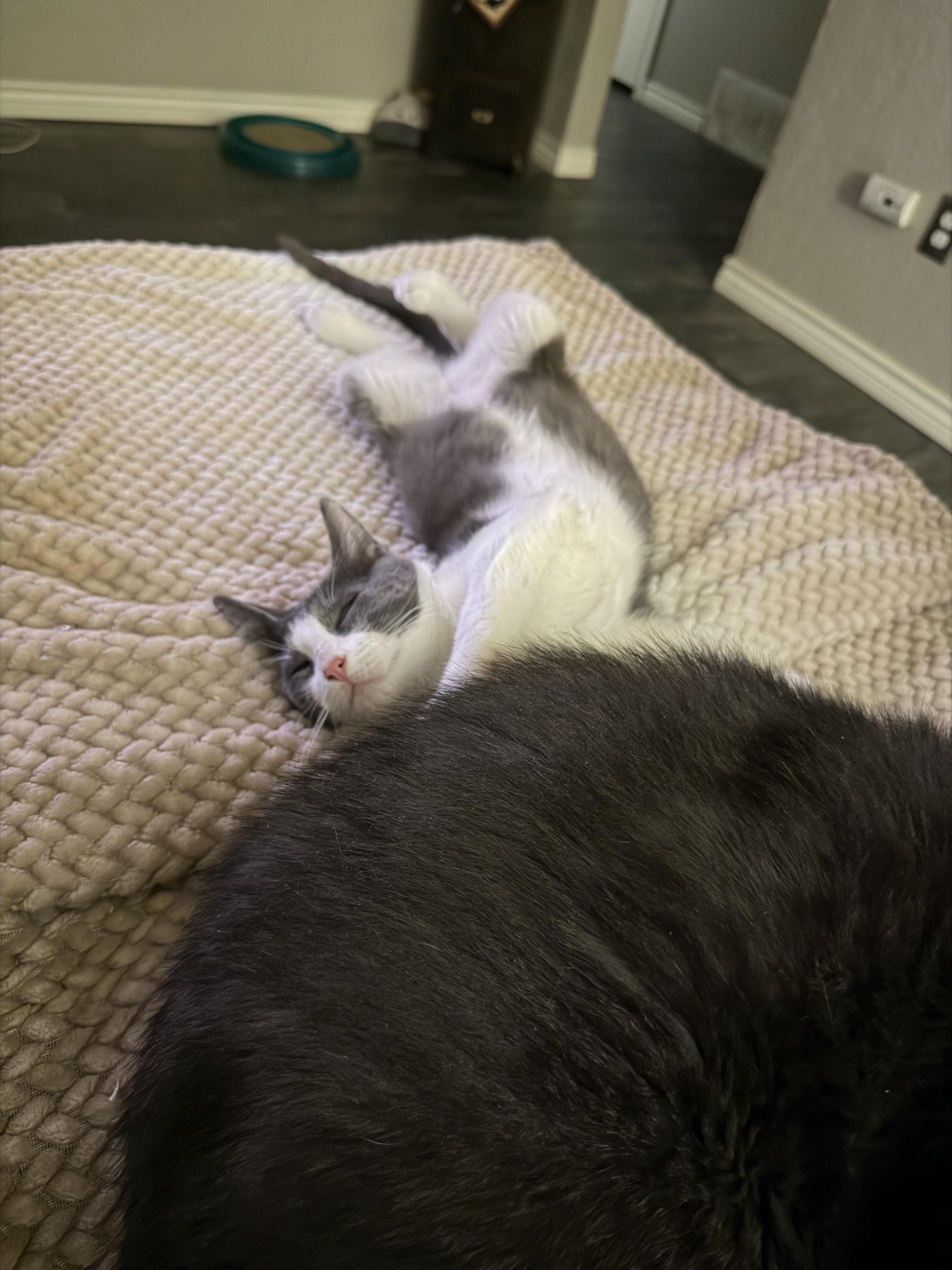 Enlarge Rex, a ADOPTABLE Domestic Short Hair in Mesquite, TX image 5/5
