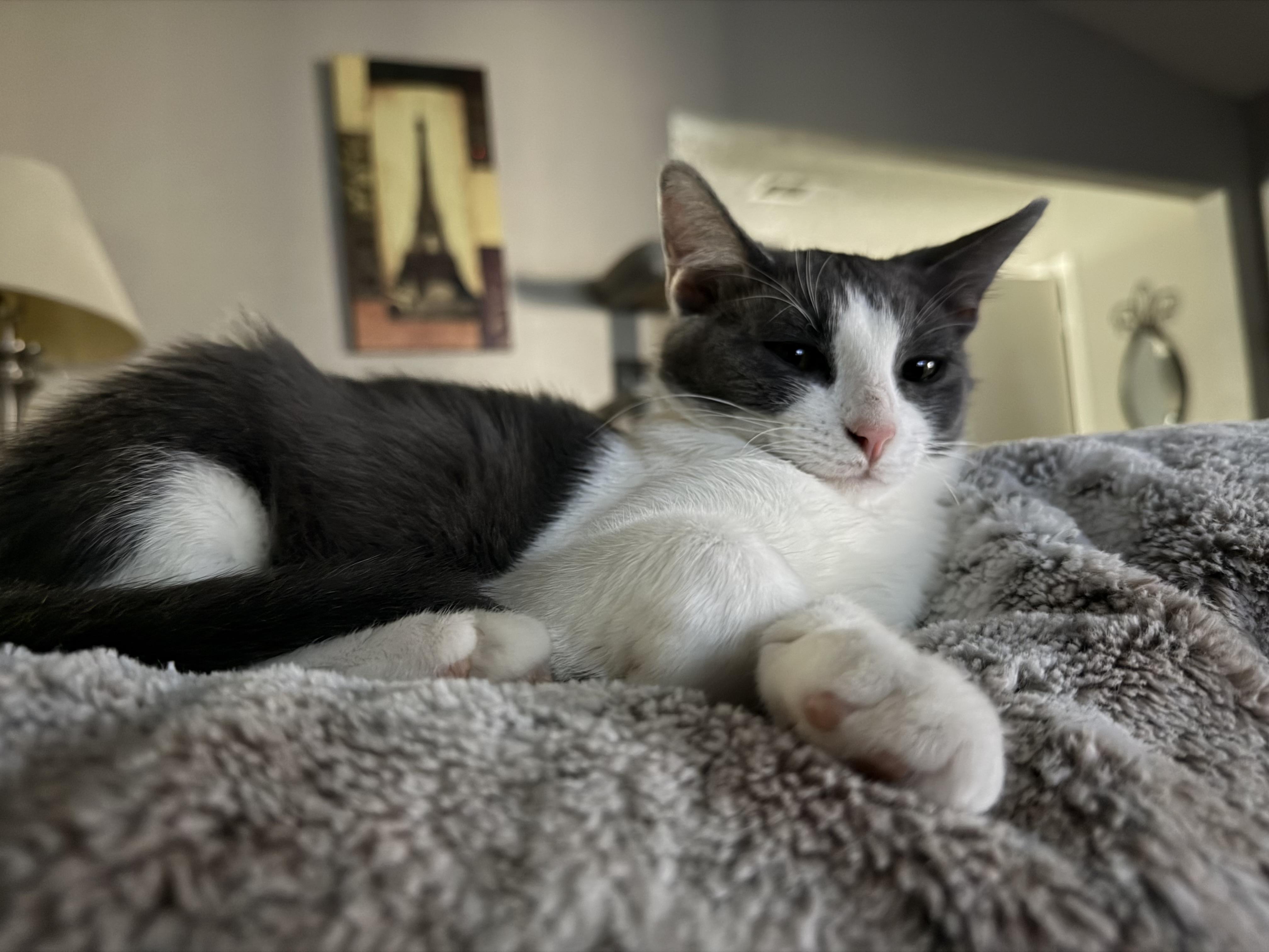 Rex, ADOPTABLE, Young Male Domestic Short Hair.