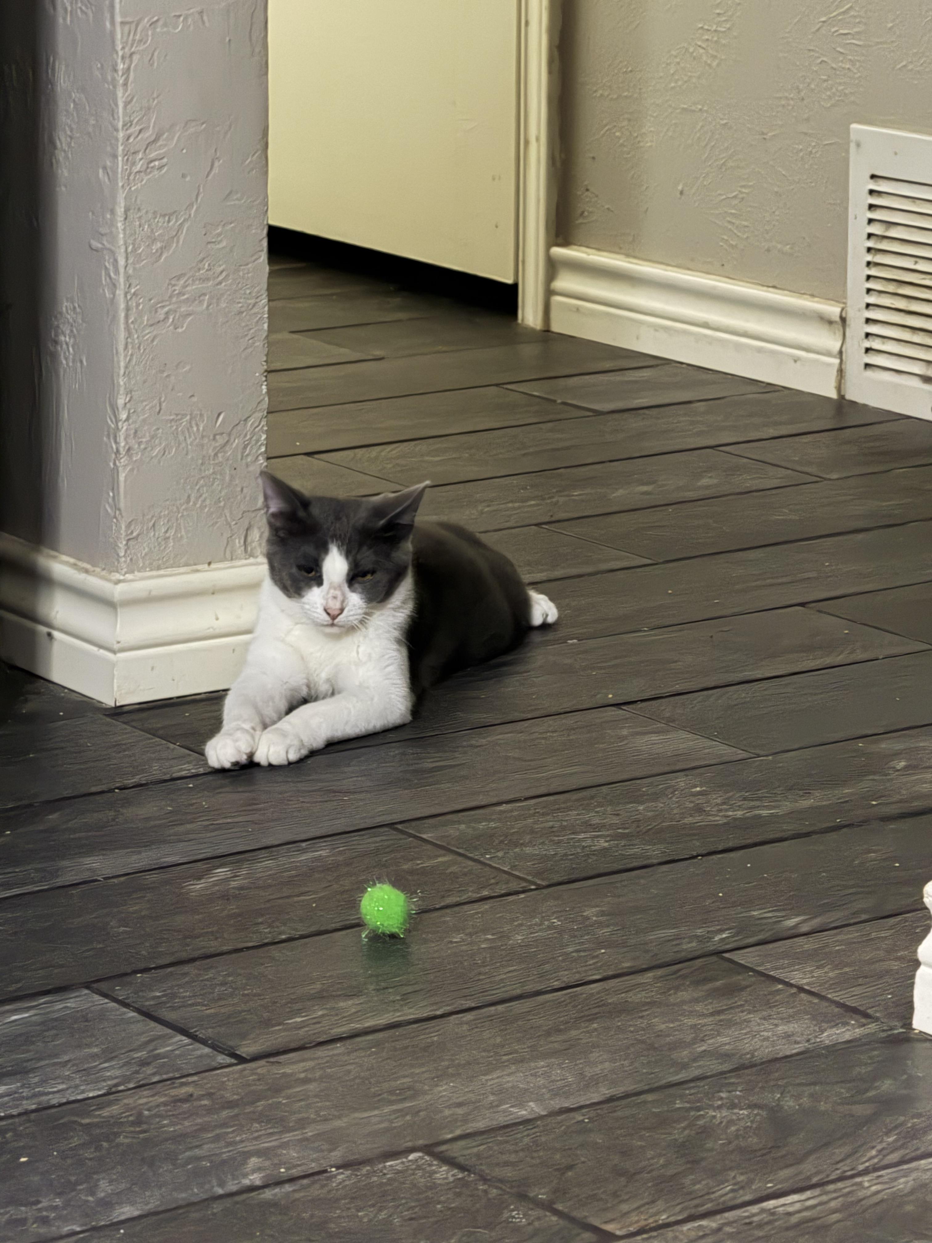 Enlarge Rex, a ADOPTABLE Domestic Short Hair in Mesquite, TX image 4/5