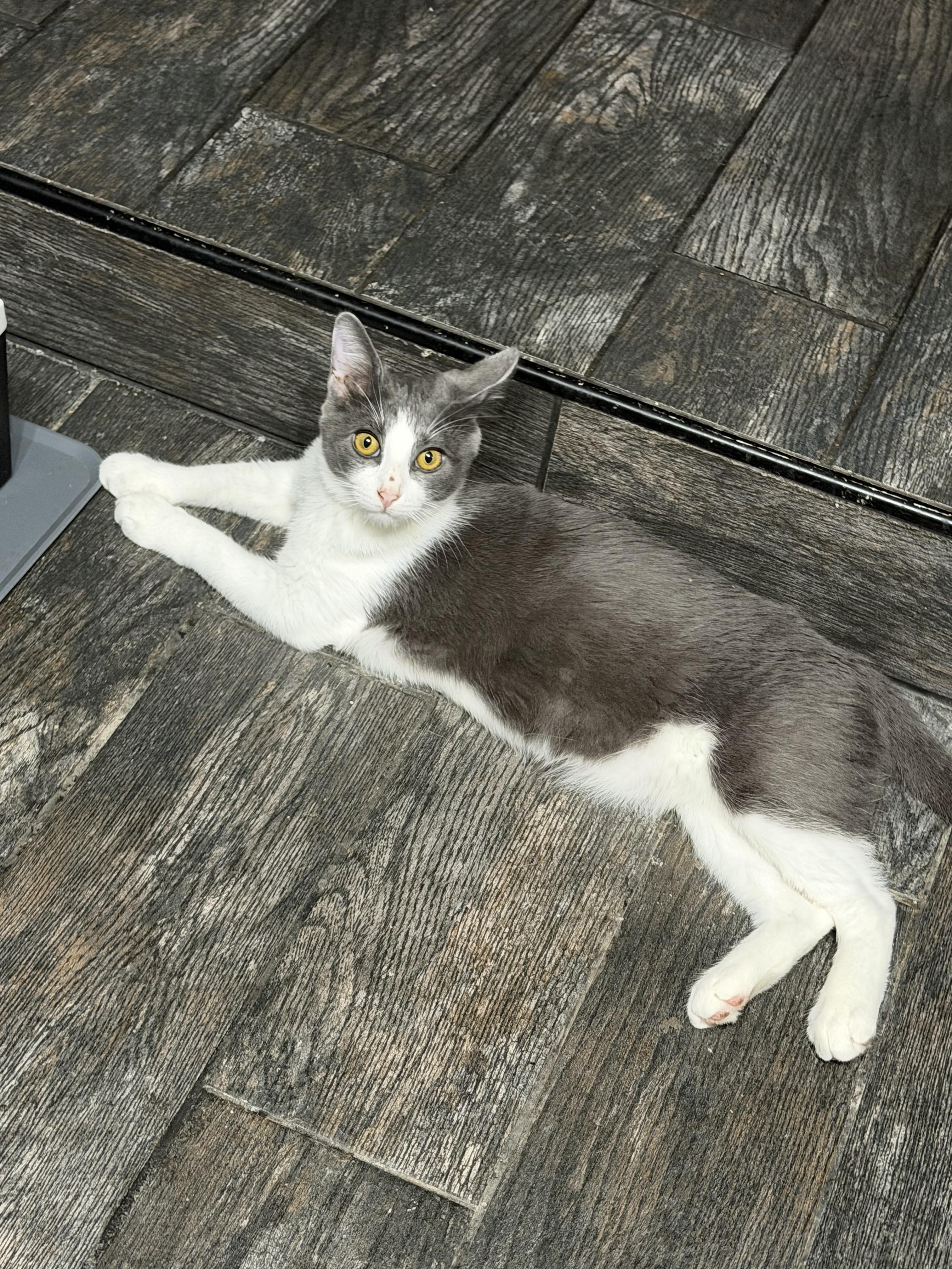 Enlarge Rex, a ADOPTABLE Domestic Short Hair in Mesquite, TX image 2/5