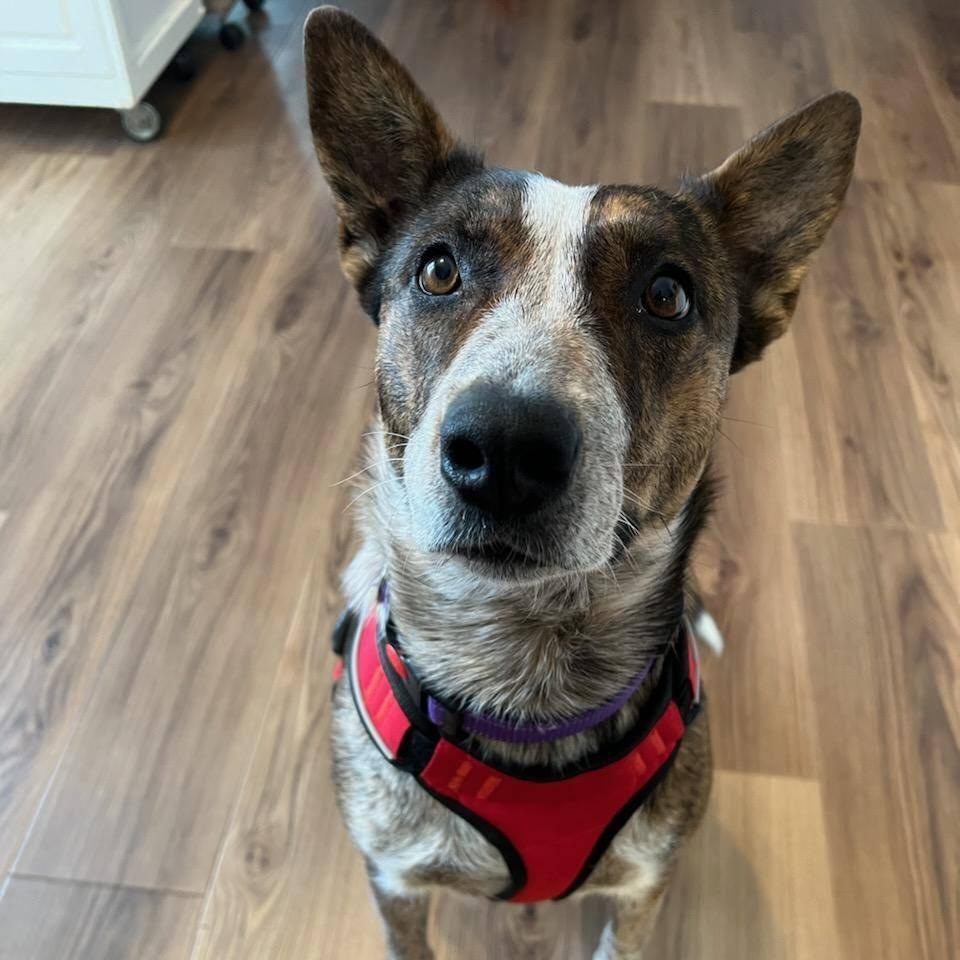 Riley, Adoptable, Adult Female Mixed Breed.