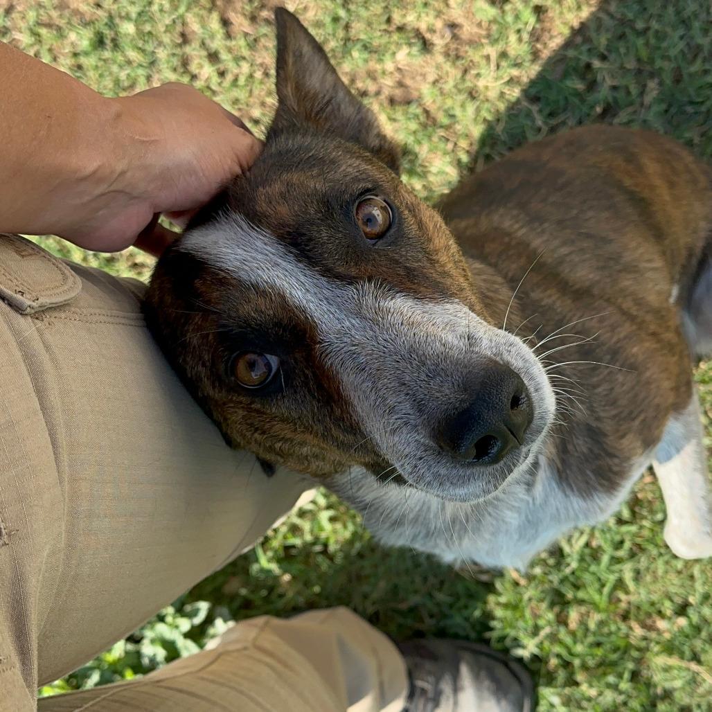 Enlarge Riley, a Adoptable Mixed Breed in Boone, IA image 2/2