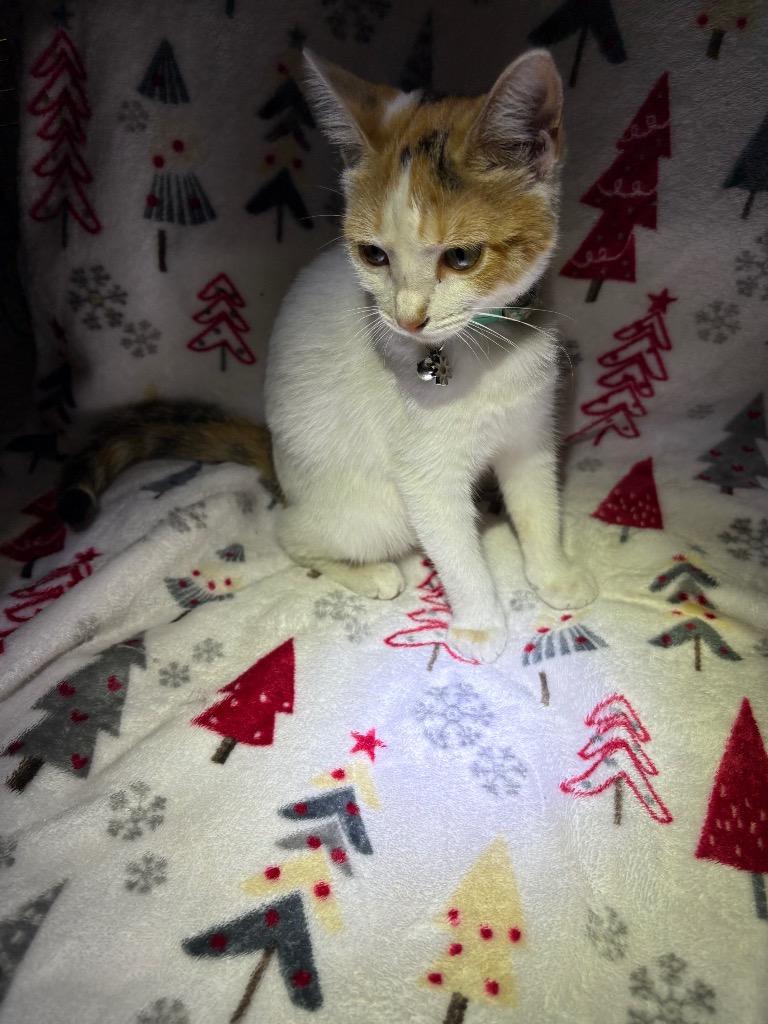 Gigi, Adoptable, Kitten Female Domestic Short Hair.