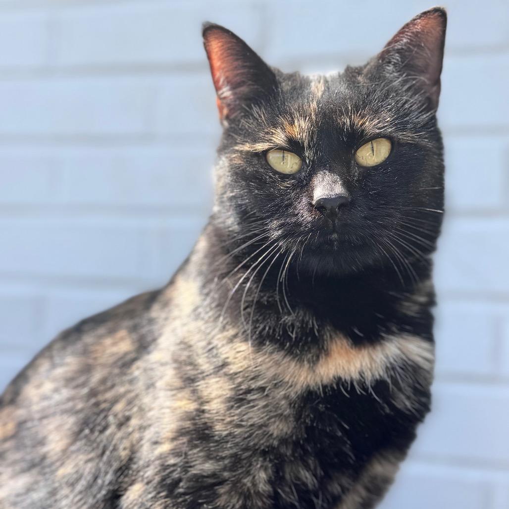 Cutie, Adoptable, Young Female Domestic Short Hair.