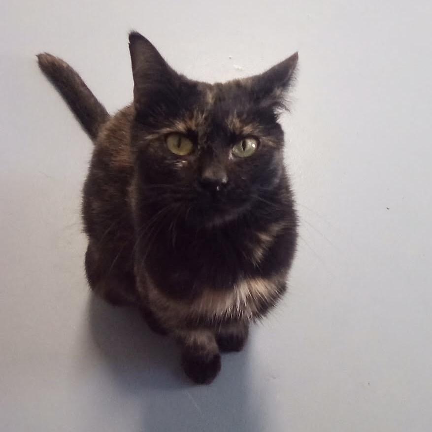 Cutie, a Adoptable Domestic Short Hair in Brownsboro, AL image 2/3