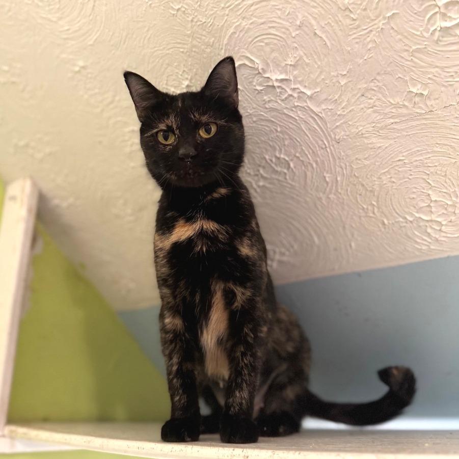 Cutie, a Adoptable Domestic Short Hair in Brownsboro, AL image 3/3