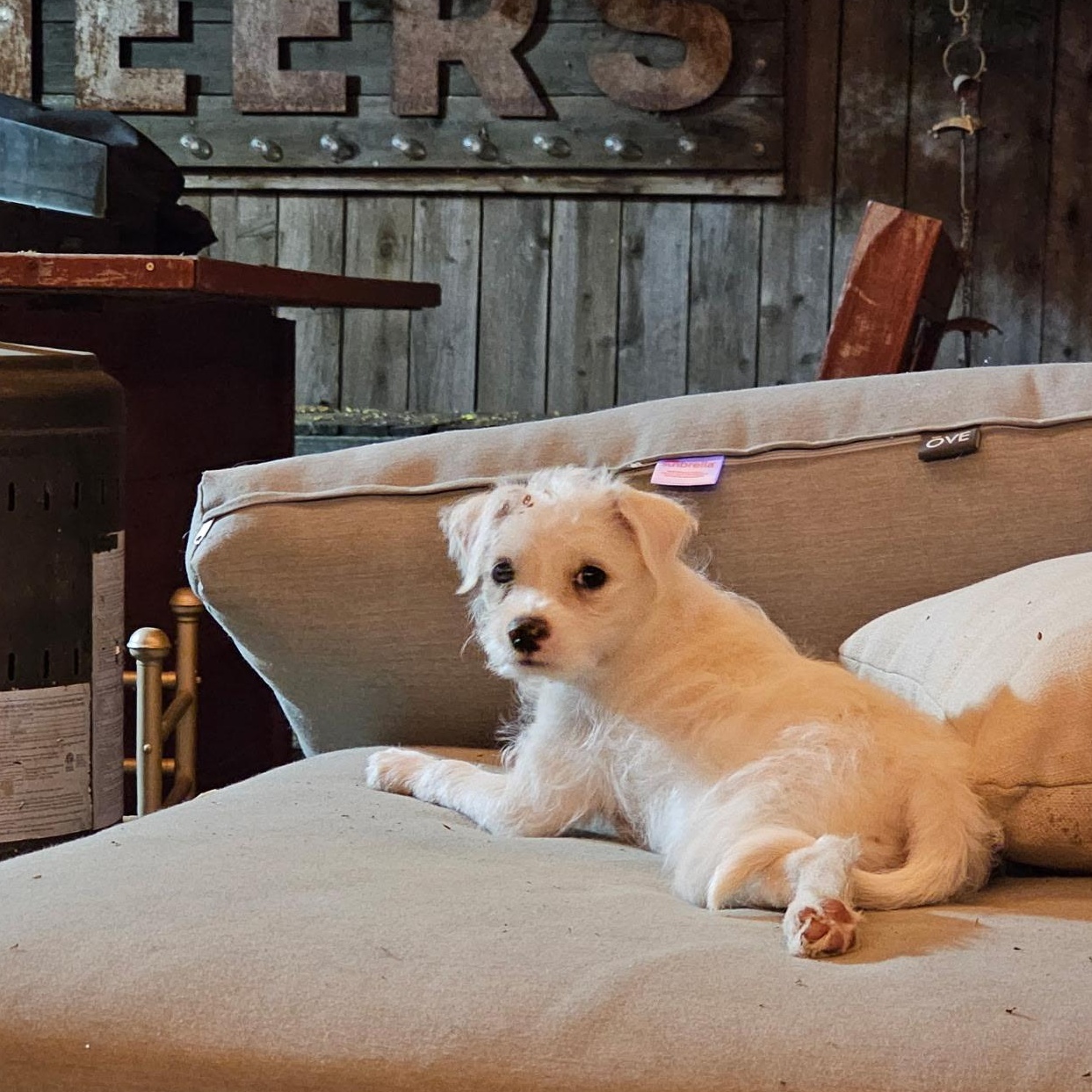 Tum Tum, Adoptable, Puppy Male Terrier.