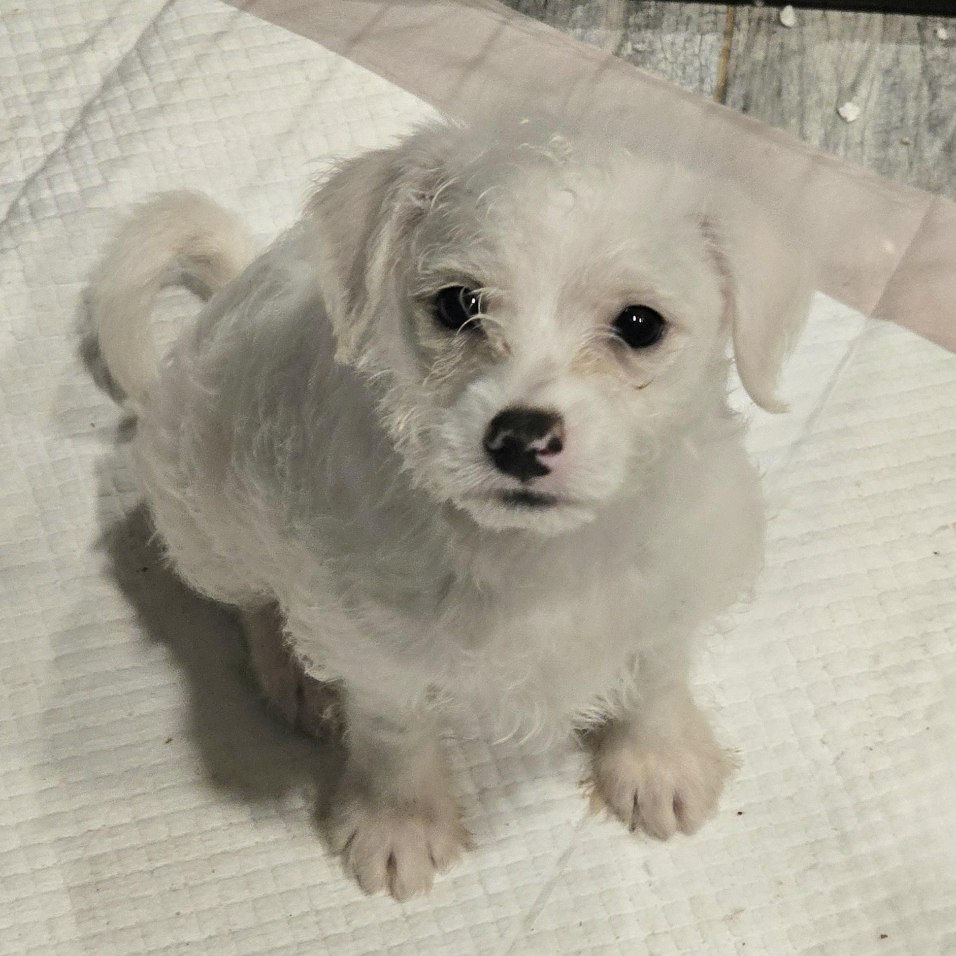 Tum Tum, Adoptable, Puppy Male Terrier.