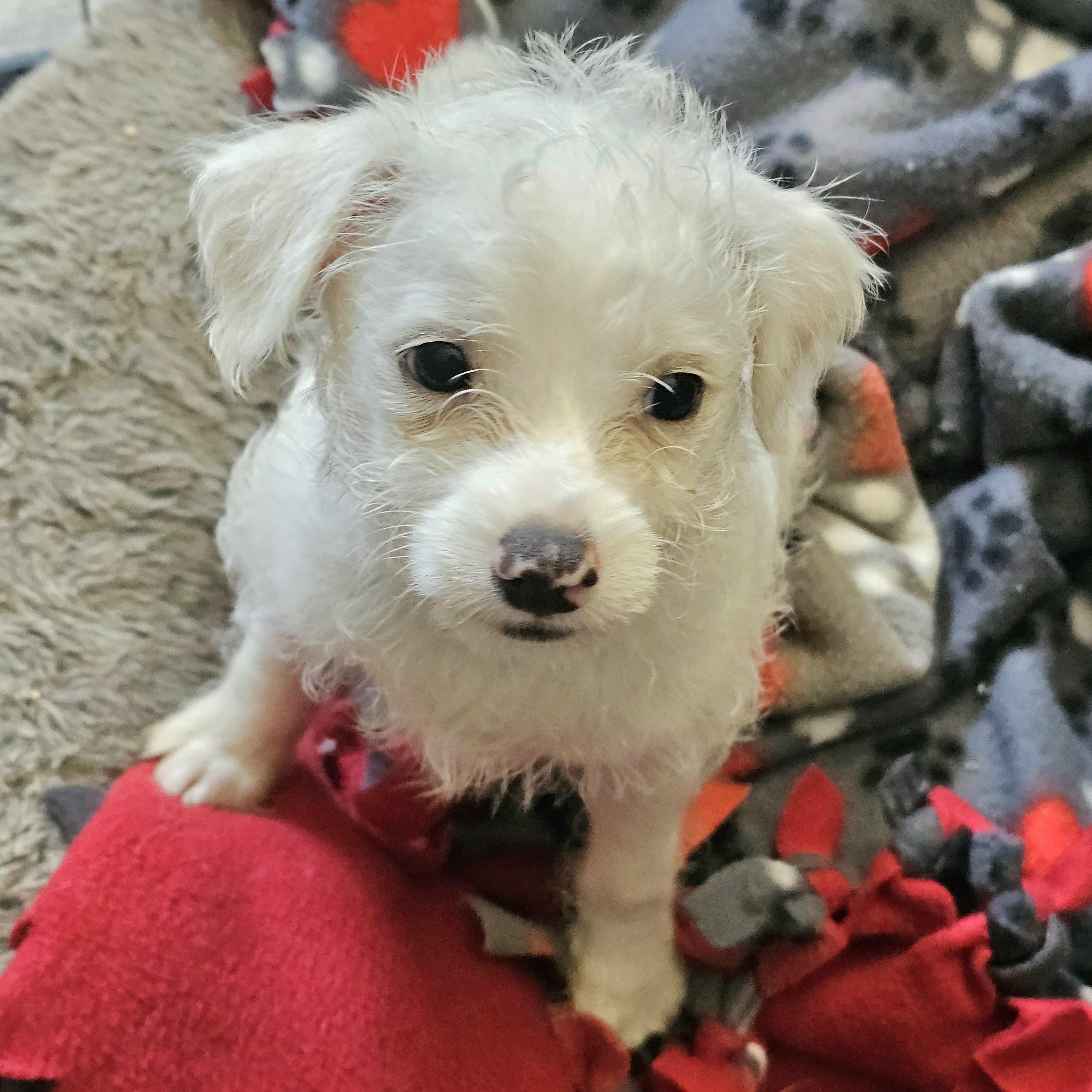 Enlarge Tum Tum, a Adoptable mixed breed in San Jose, CA image 4/6