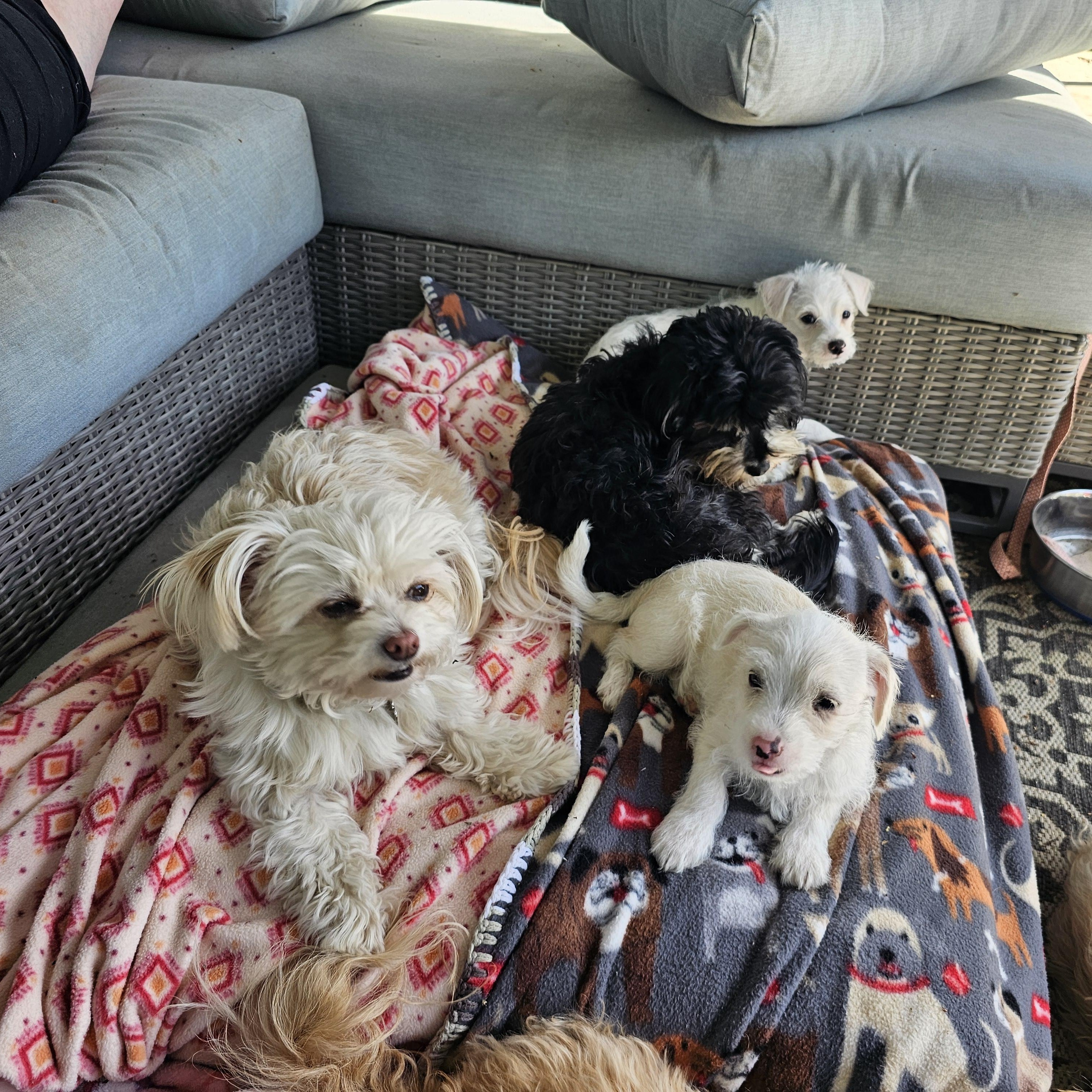 Enlarge Tum Tum, a Adoptable mixed breed in San Jose, CA image 6/6