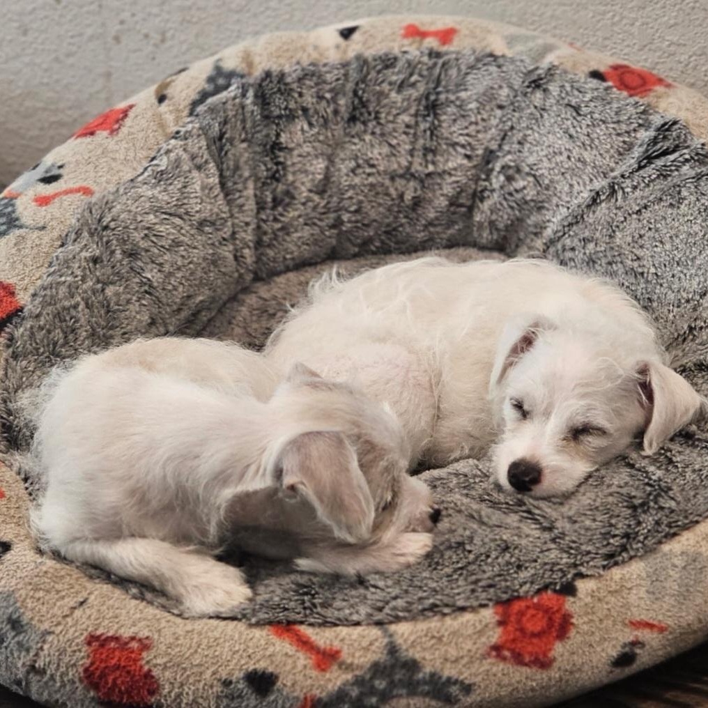 Enlarge Tum Tum, a Adoptable mixed breed in San Jose, CA image 2/6