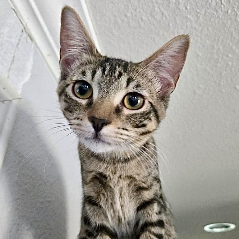 Bethany, a Adoptable Domestic Medium Hair in Denison, TX image 1/5