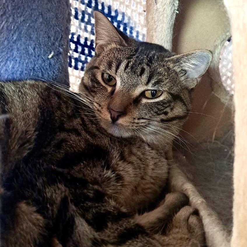 Bethany, a Adoptable Domestic Medium Hair in Denison, TX image 3/5