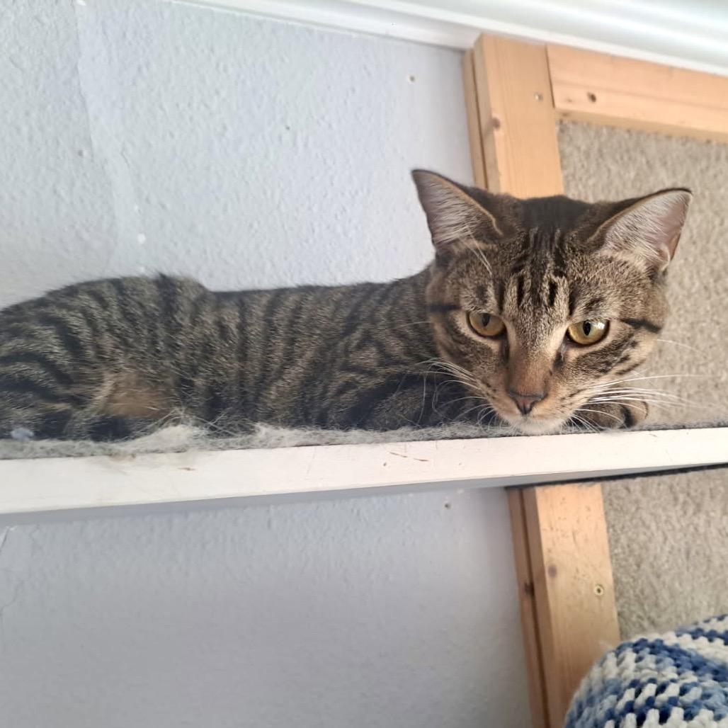 Bethany, a Adoptable Domestic Medium Hair in Denison, TX image 5/5