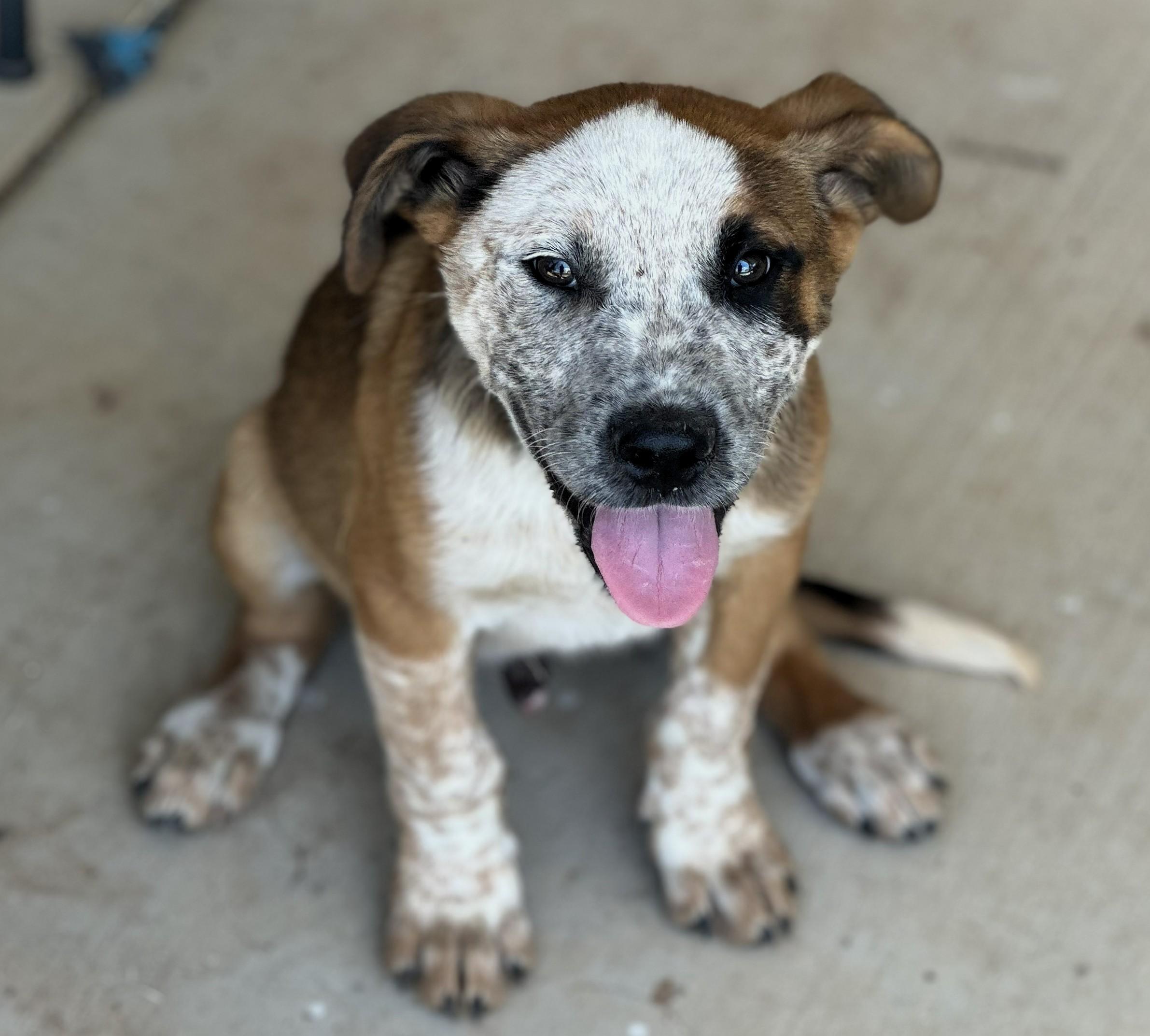 Enlarge Tonto, a ADOPTABLE Australian Cattle Dog / Blue Heeler in Coahoma, TX image 1/1