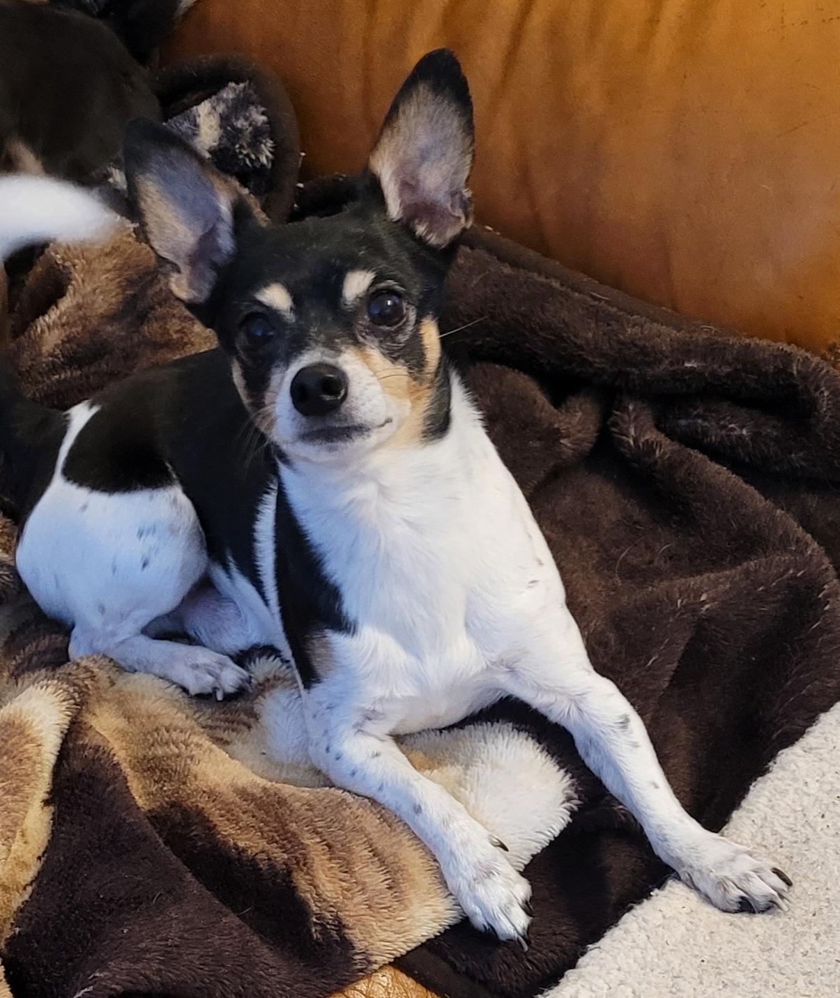 Enlarge Snoopy, Smart little fellow!, an adoptable Chihuahua in Toronto, ON image 3/4