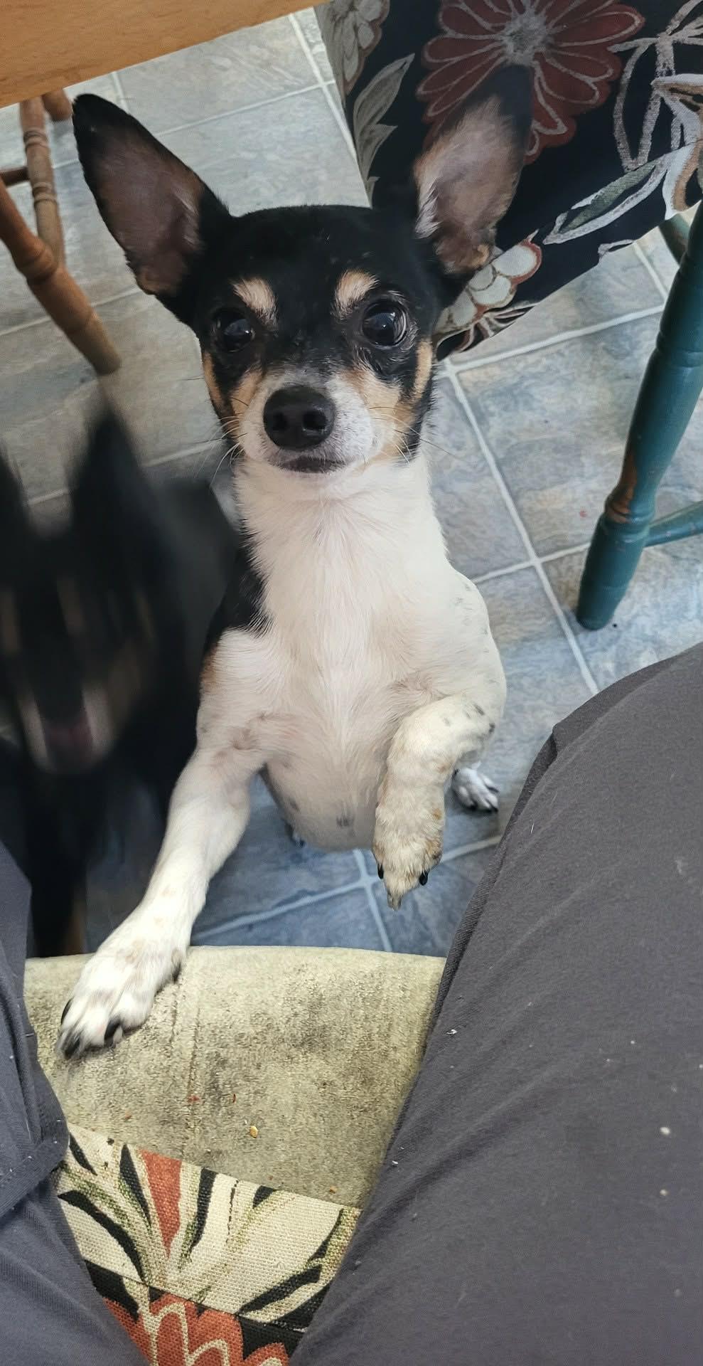 Enlarge Snoopy, Smart little fellow!, an adoptable Chihuahua in Toronto, ON image 2/4