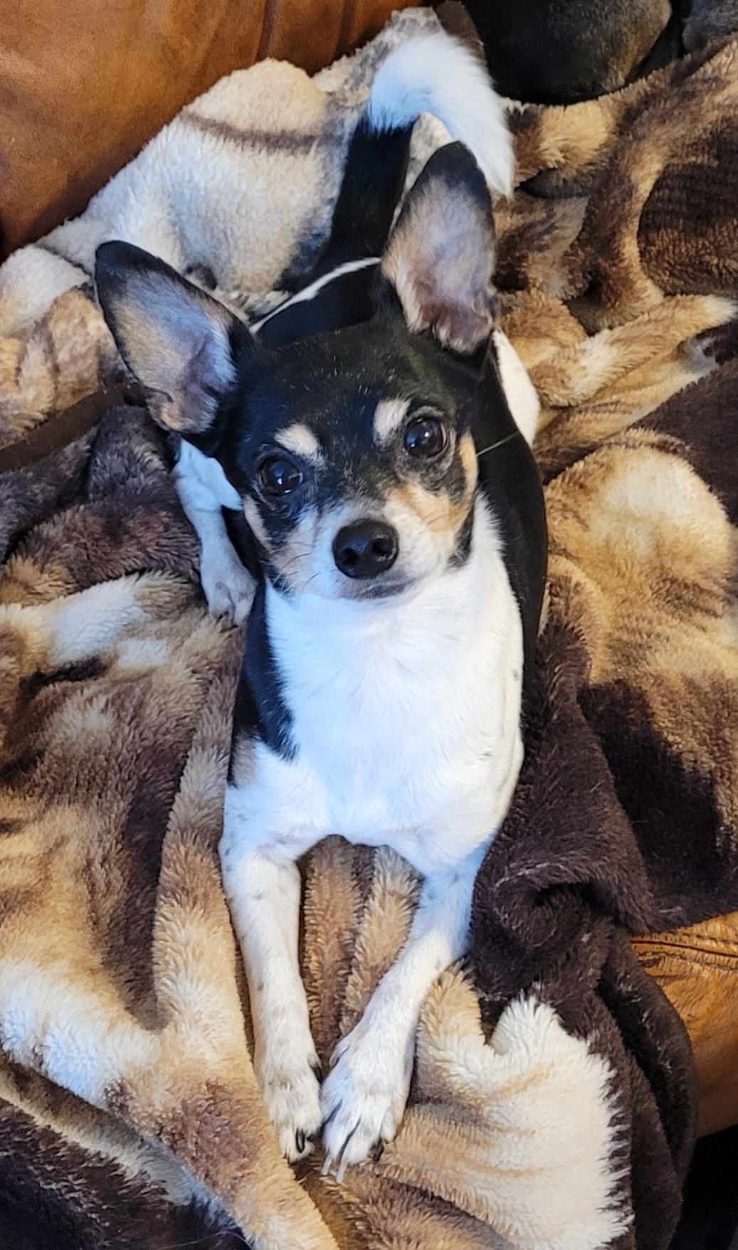 Enlarge Snoopy, Smart little fellow!, an adoptable Chihuahua in Toronto, ON image 1/4