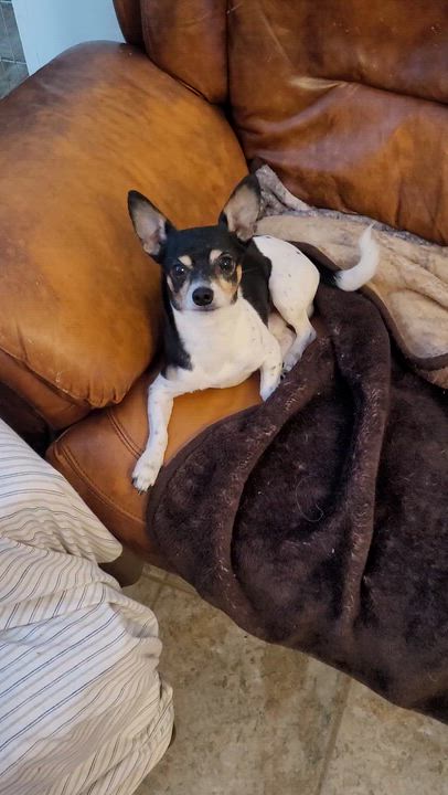 Enlarge Snoopy, Smart little fellow!, an adoptable Chihuahua in Toronto, ON video 4/4